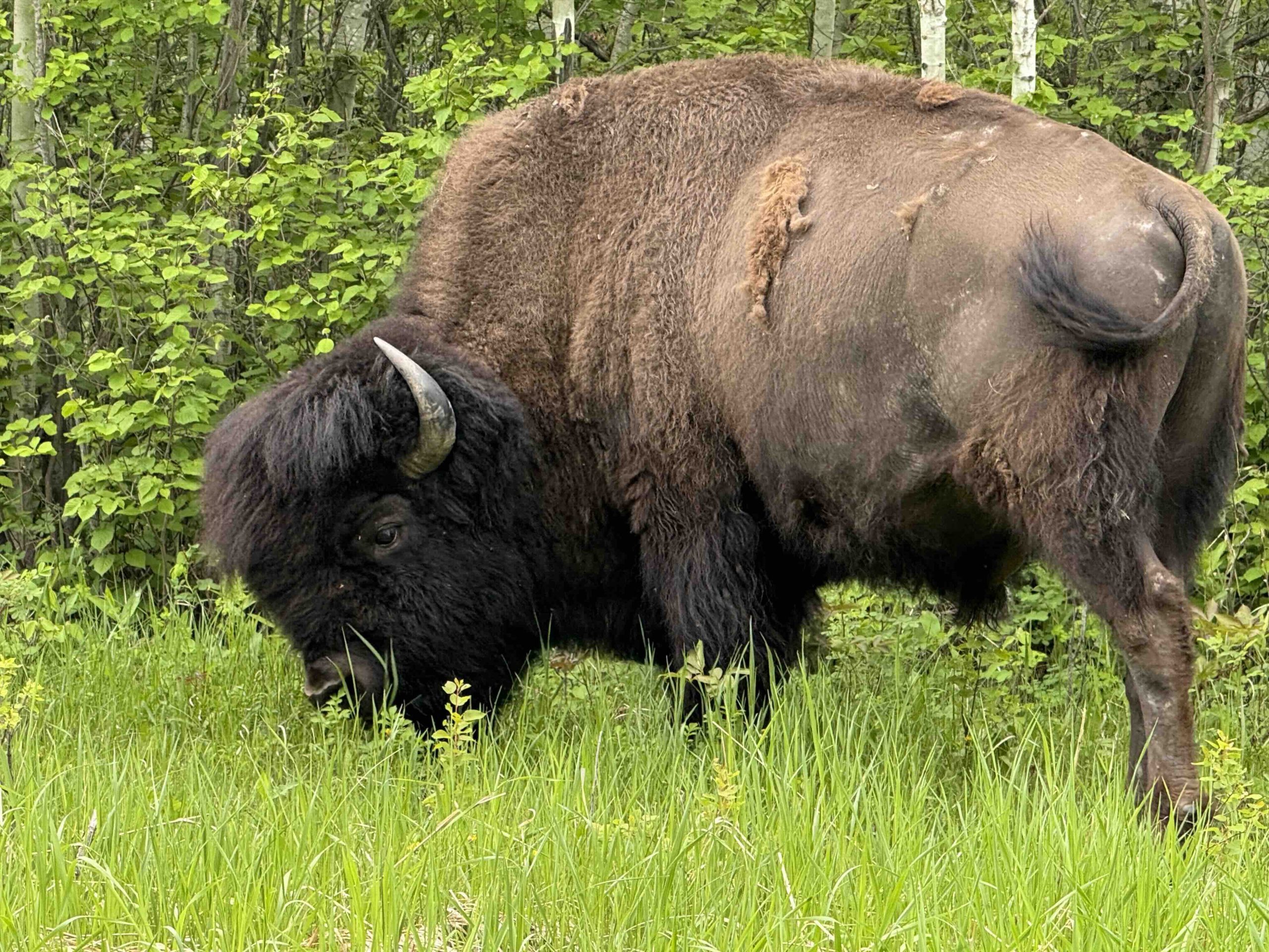 Plains bison feeding on the roadside in Alberta, Canada's Elk Island National Park