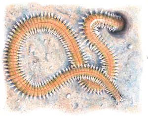 Ragworm Ragworm