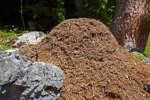 biggest ant supercolony in the word biggest ant supercolony in the word