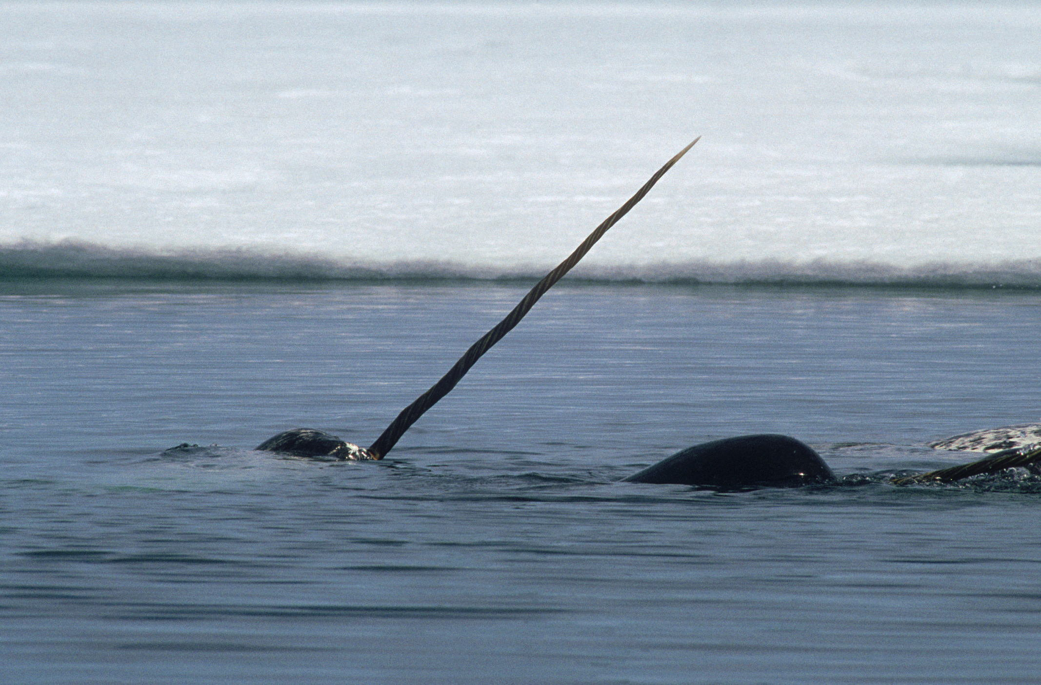 A narwhal flashing its tusk out of the water, with ice behind