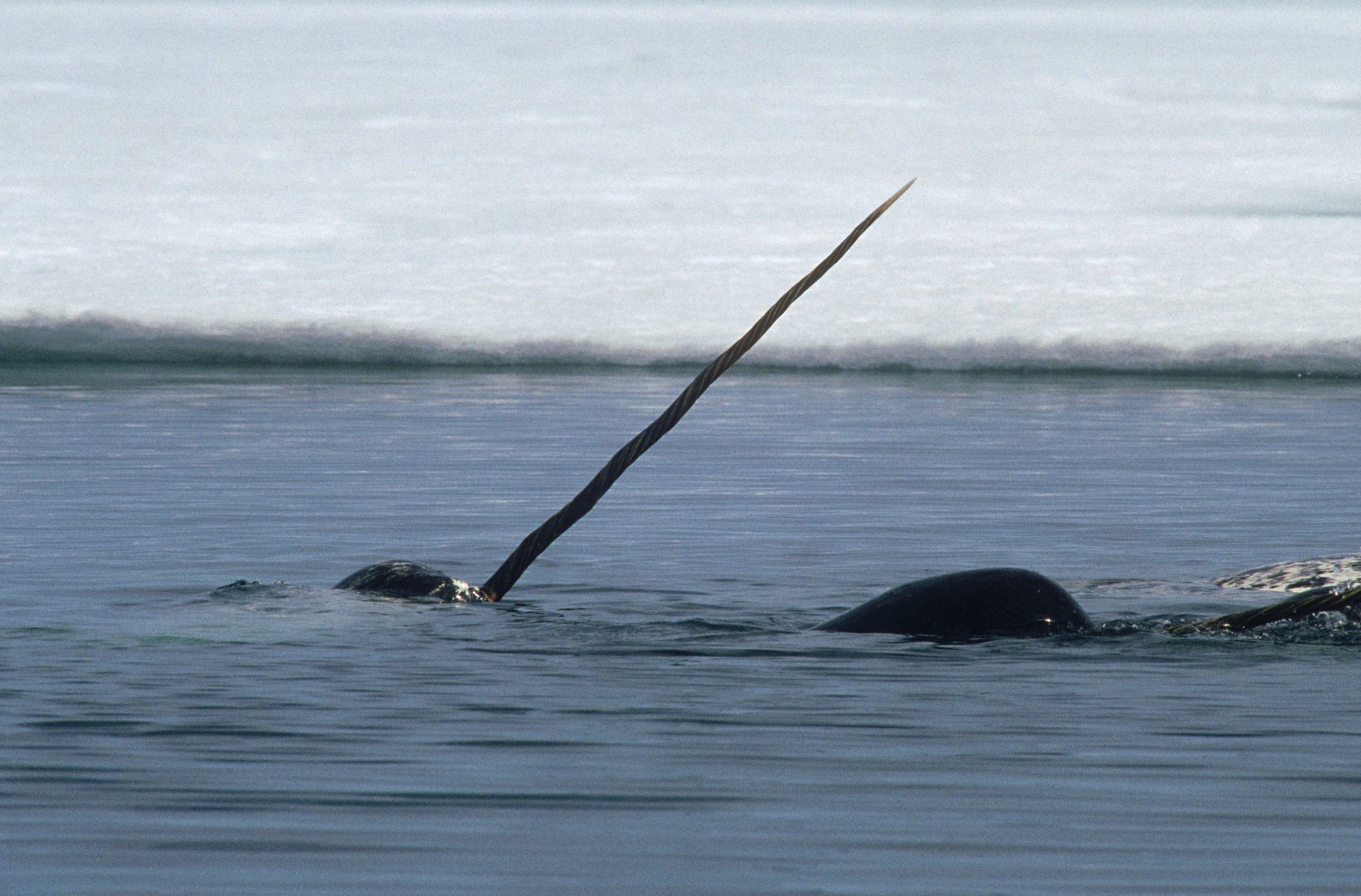 A narwhal flashing its tusk out of the water, with ice behind