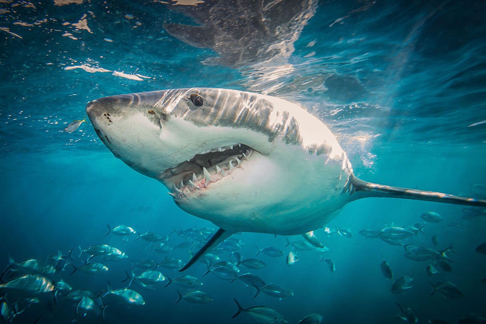 Great white shark