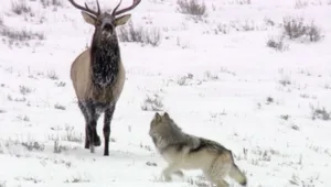 Elk and wolf in snowy landscape Elk and wolf in snowy landscape