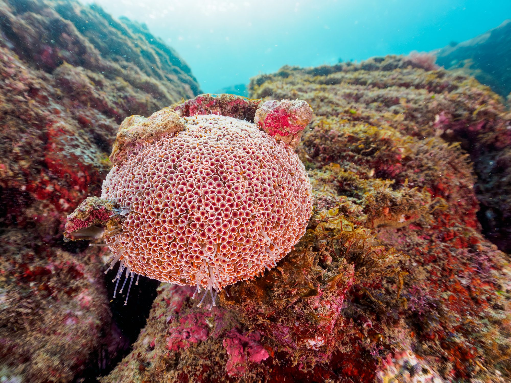 Flower Urchin, Toxopneustes pileolus, , Kotogahama beach