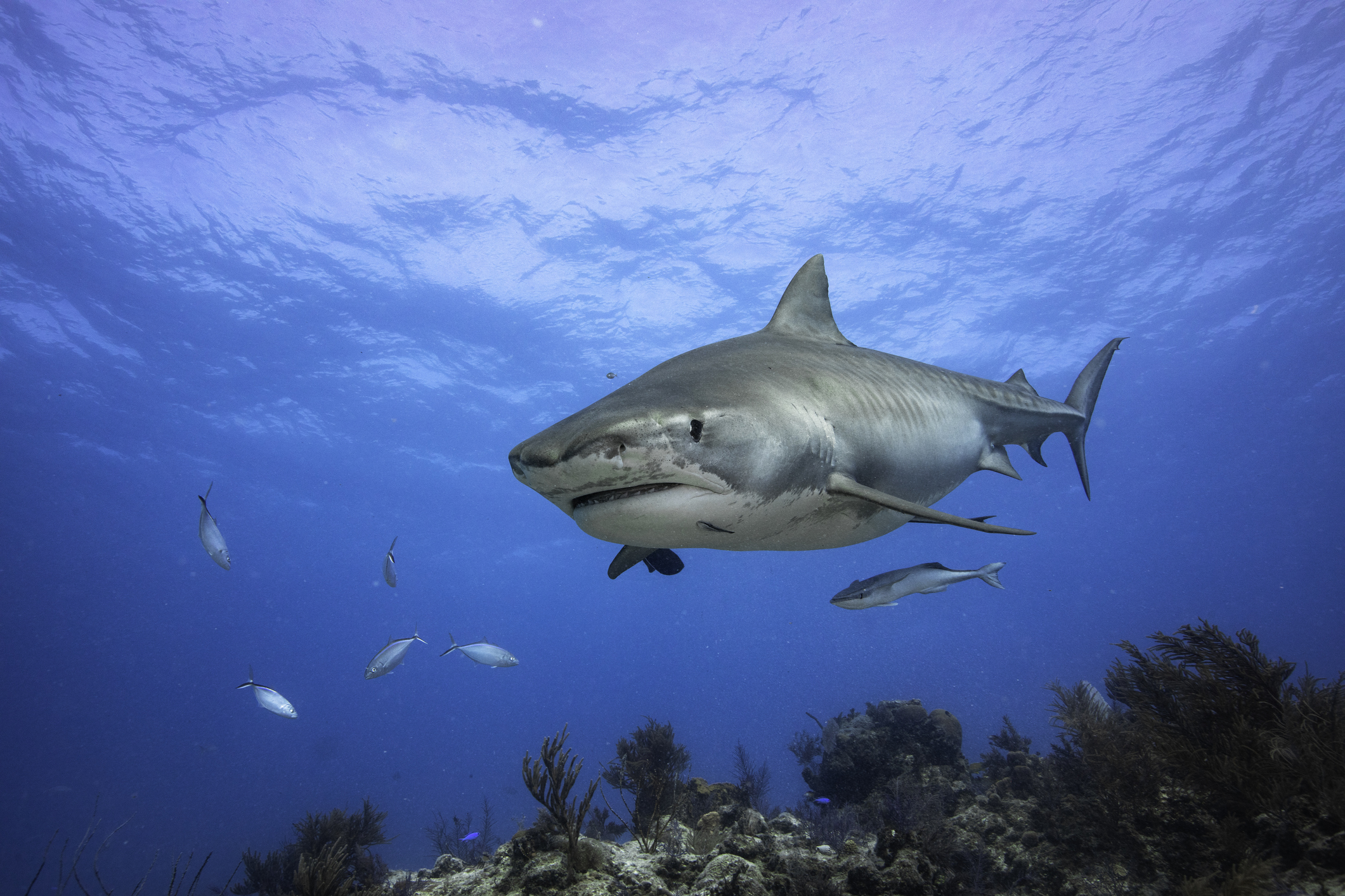 A side view of a large tiger shark swimming in blue water over a coral reef with small fish surrounding