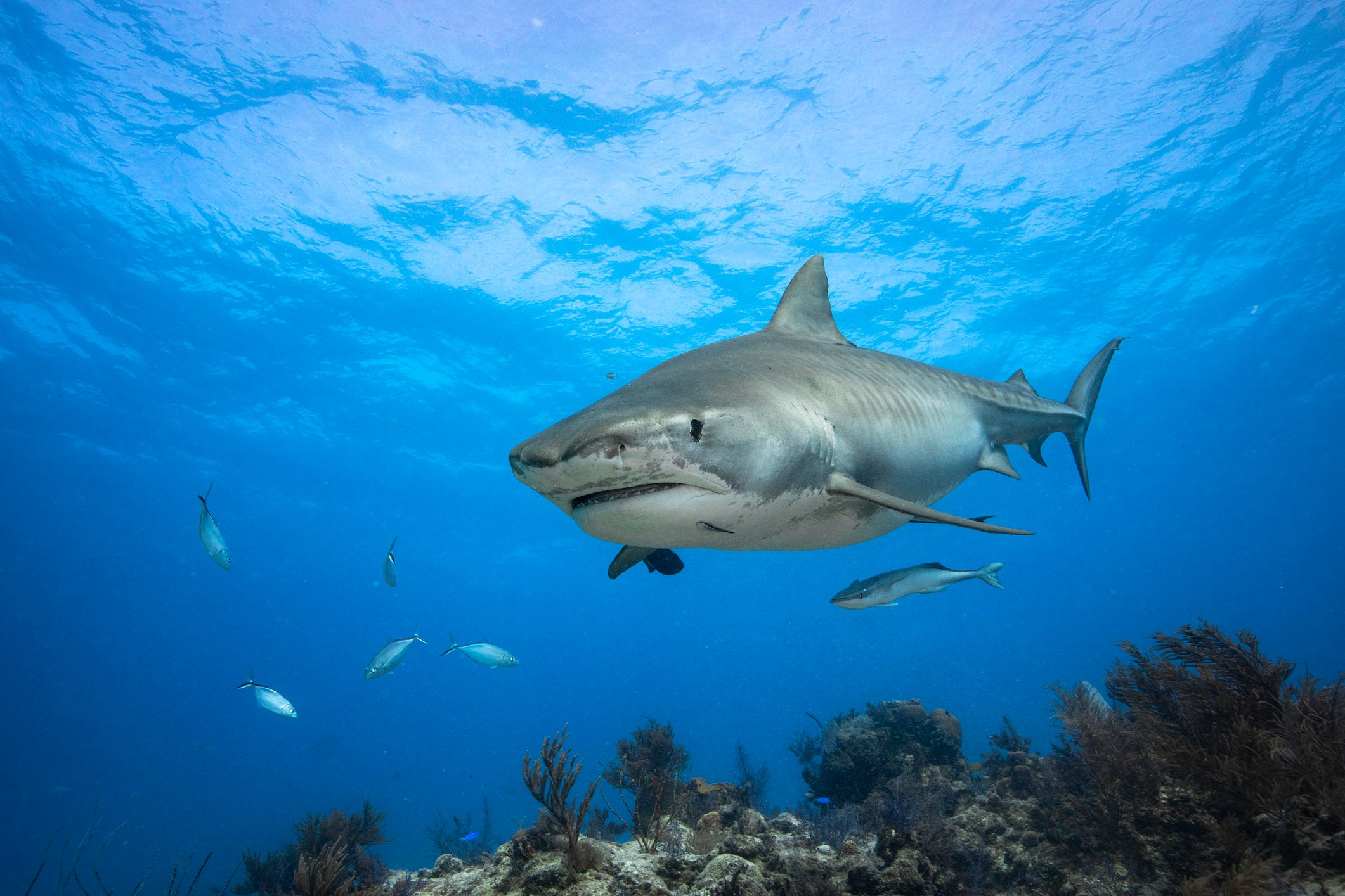 A side view of a large tiger shark swimming in blue water over a coral reef with small fish surrounding
