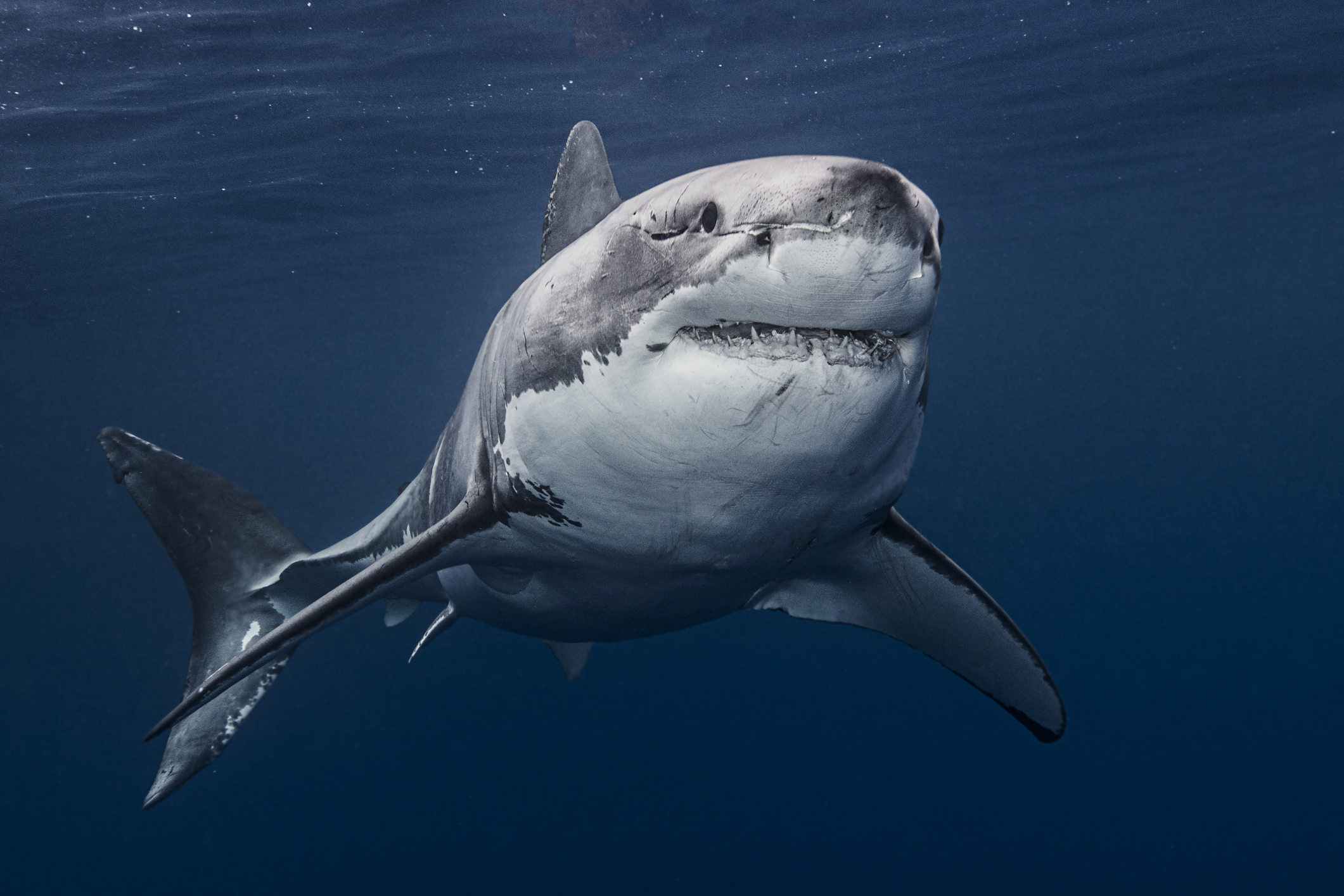 Great white shark(Carcharodon carcharias)in sea
