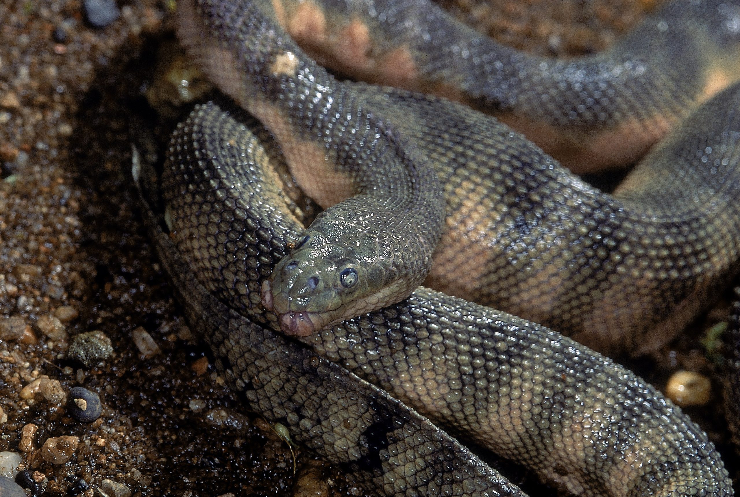 HOOK-NOSED SEA SNAKE Enhydrina schistosa. Close up showing head detail and scales. Specimen from coast of Mumbai, Maharashtra, India.