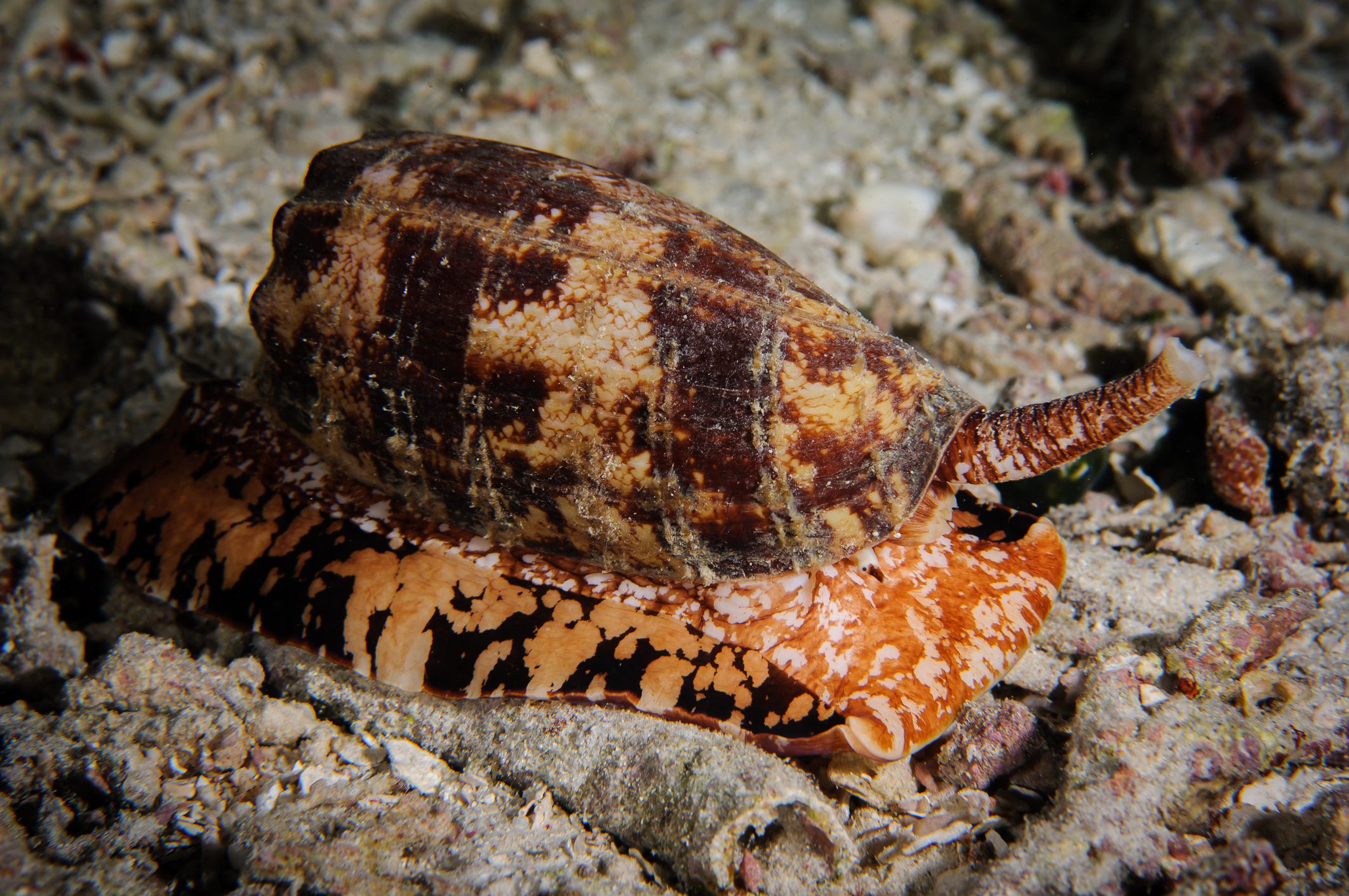 Underwater close-up of a textile cone snail, Conus textile, moving slowly across the seabed, showcasing its intricate shell patterns and vibrant colors