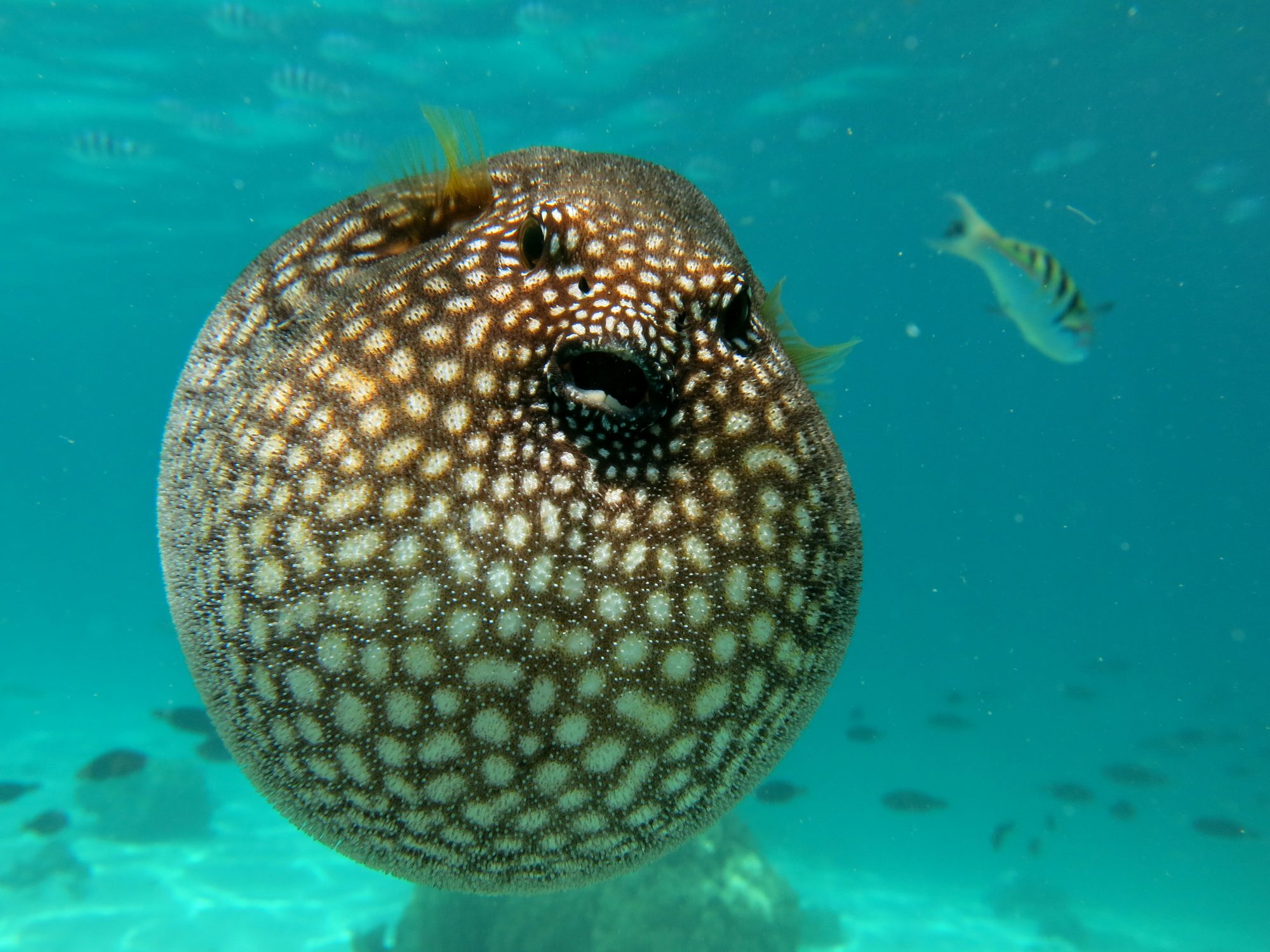 Scuba diving with a puffer fish, Moorea island french Polynesia