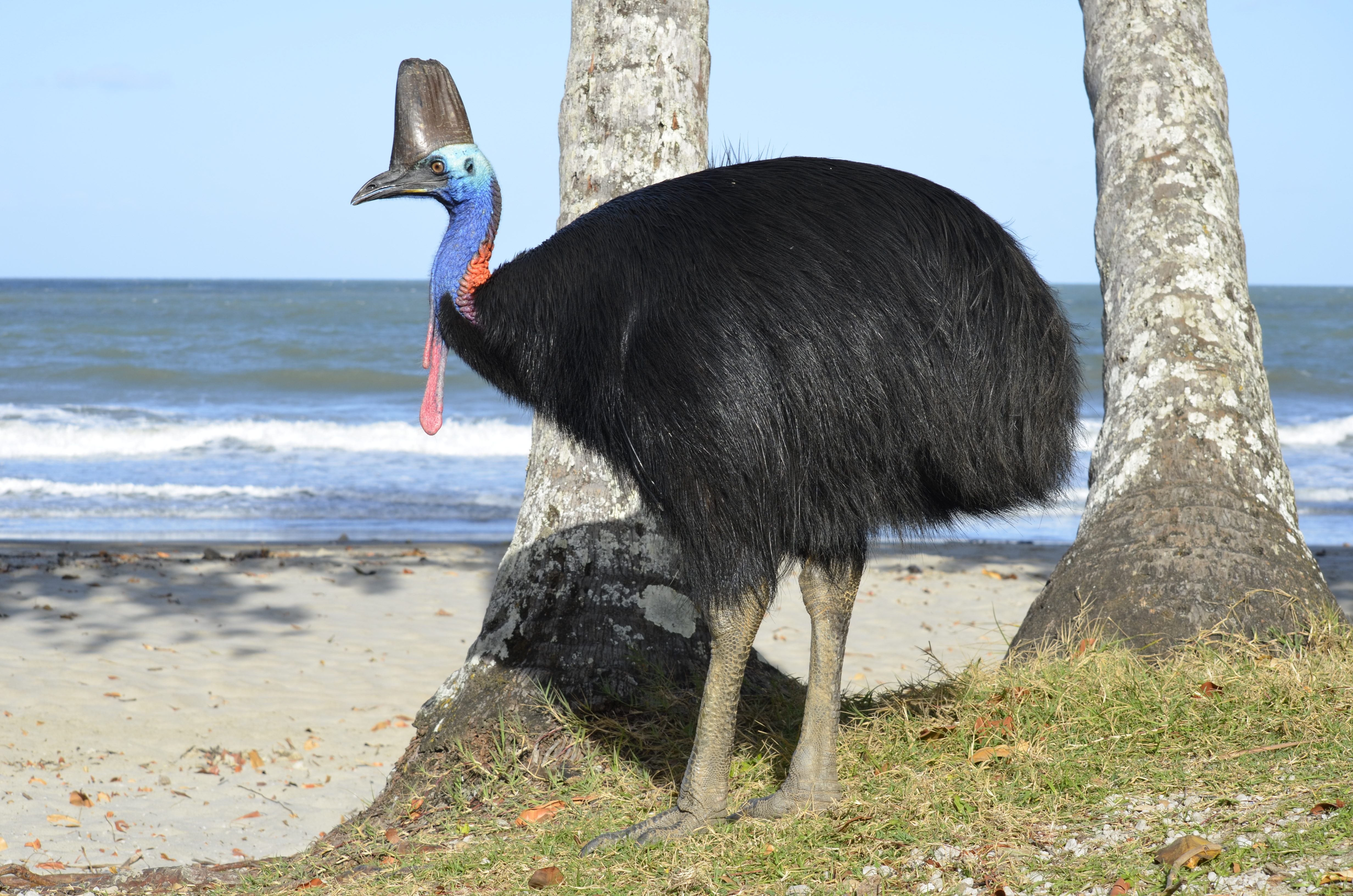 Cassowary on beach