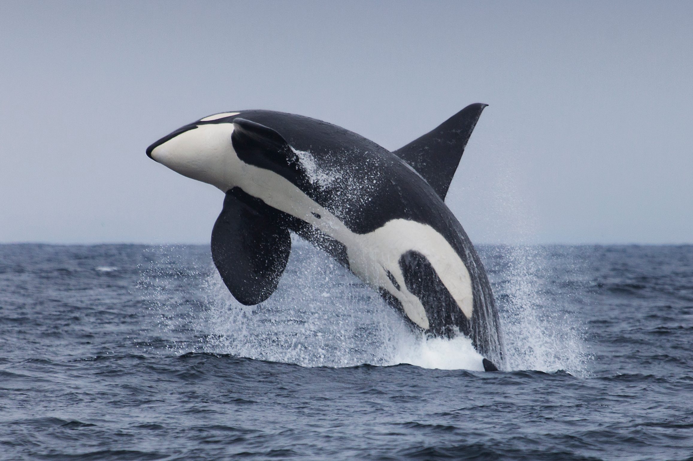 Breaching orca