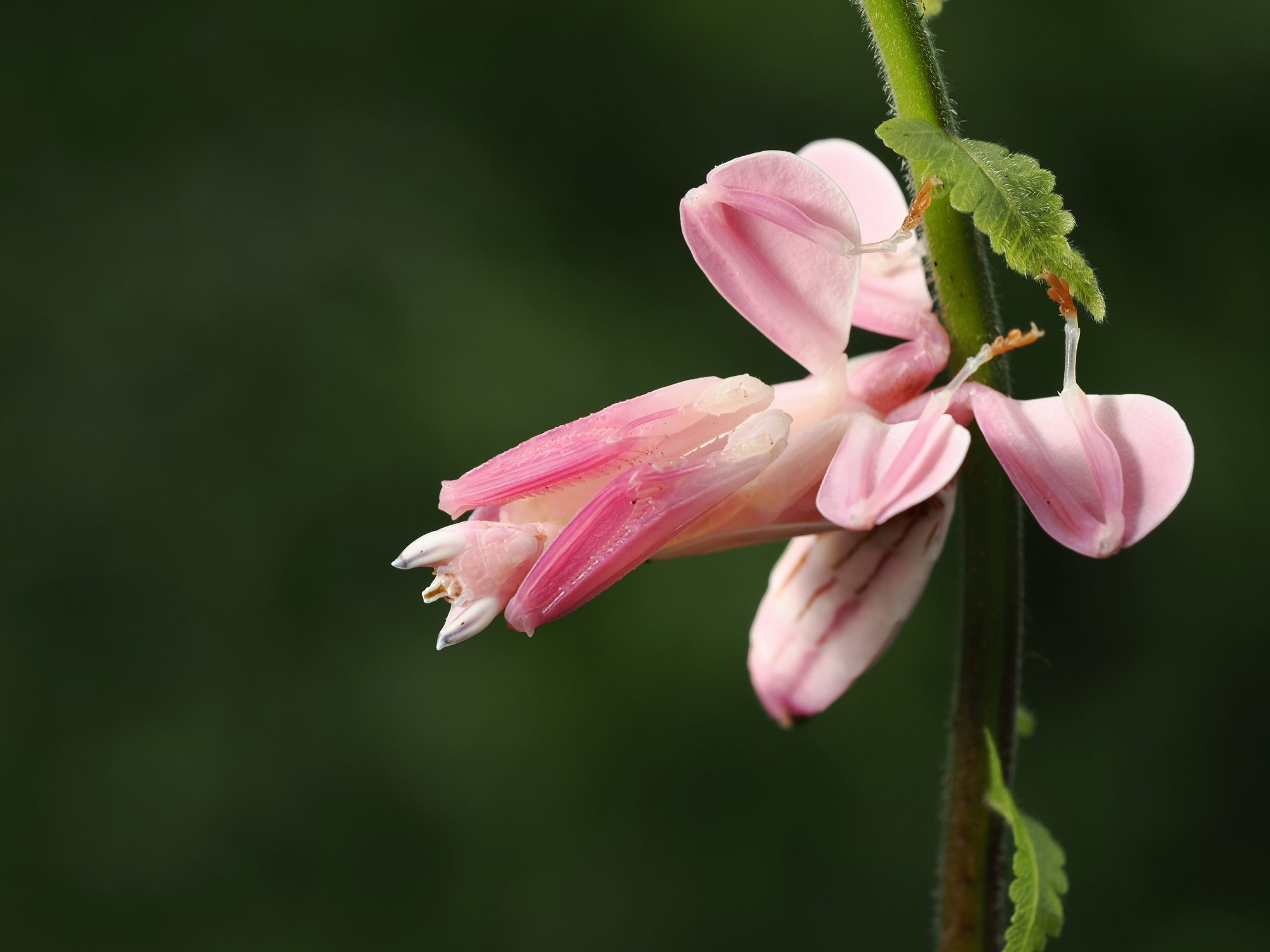 orchid mantis