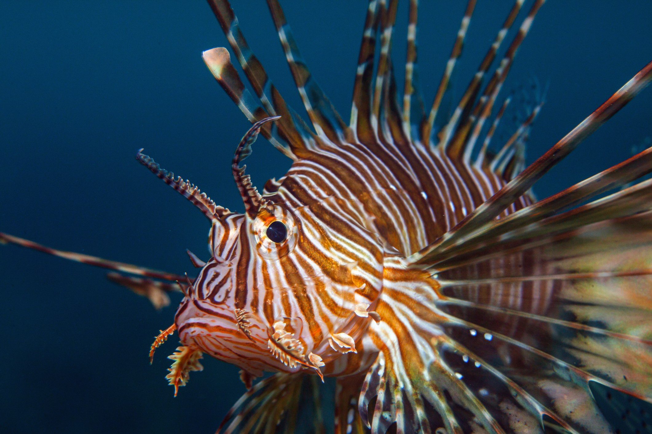Lionfish