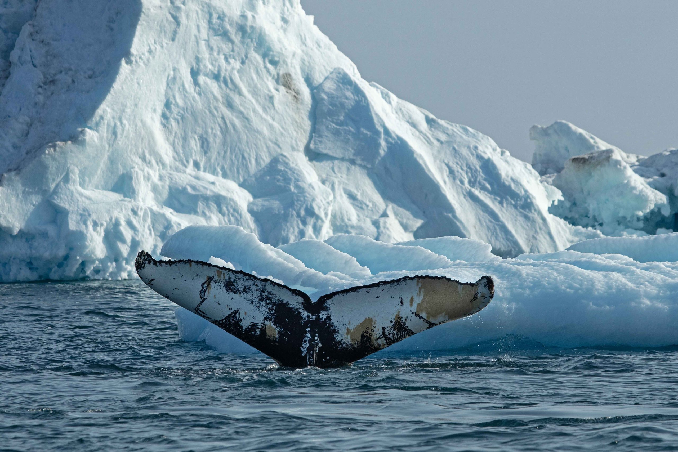Baleen whale in Greenland
