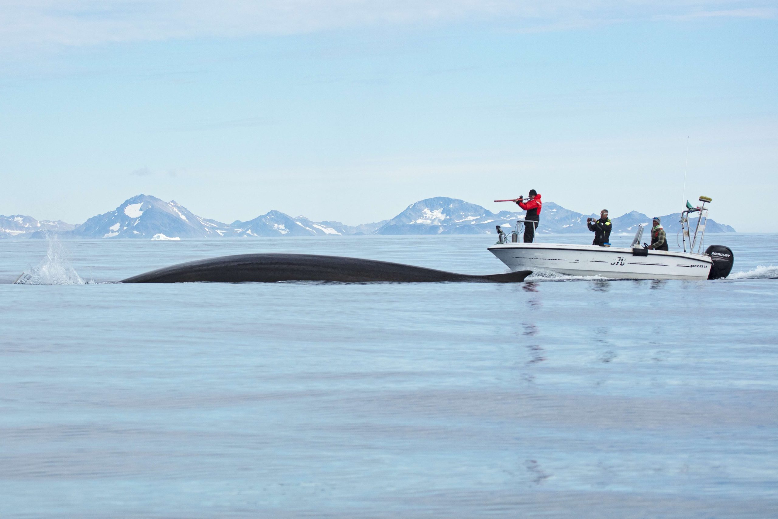 Tagging baleen whale in Greenland