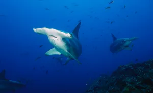 Scalloped Hammerhead Shark, Sphyrna lewini, Revillagigedo Islands, Mexico (C)Borut Furlan
