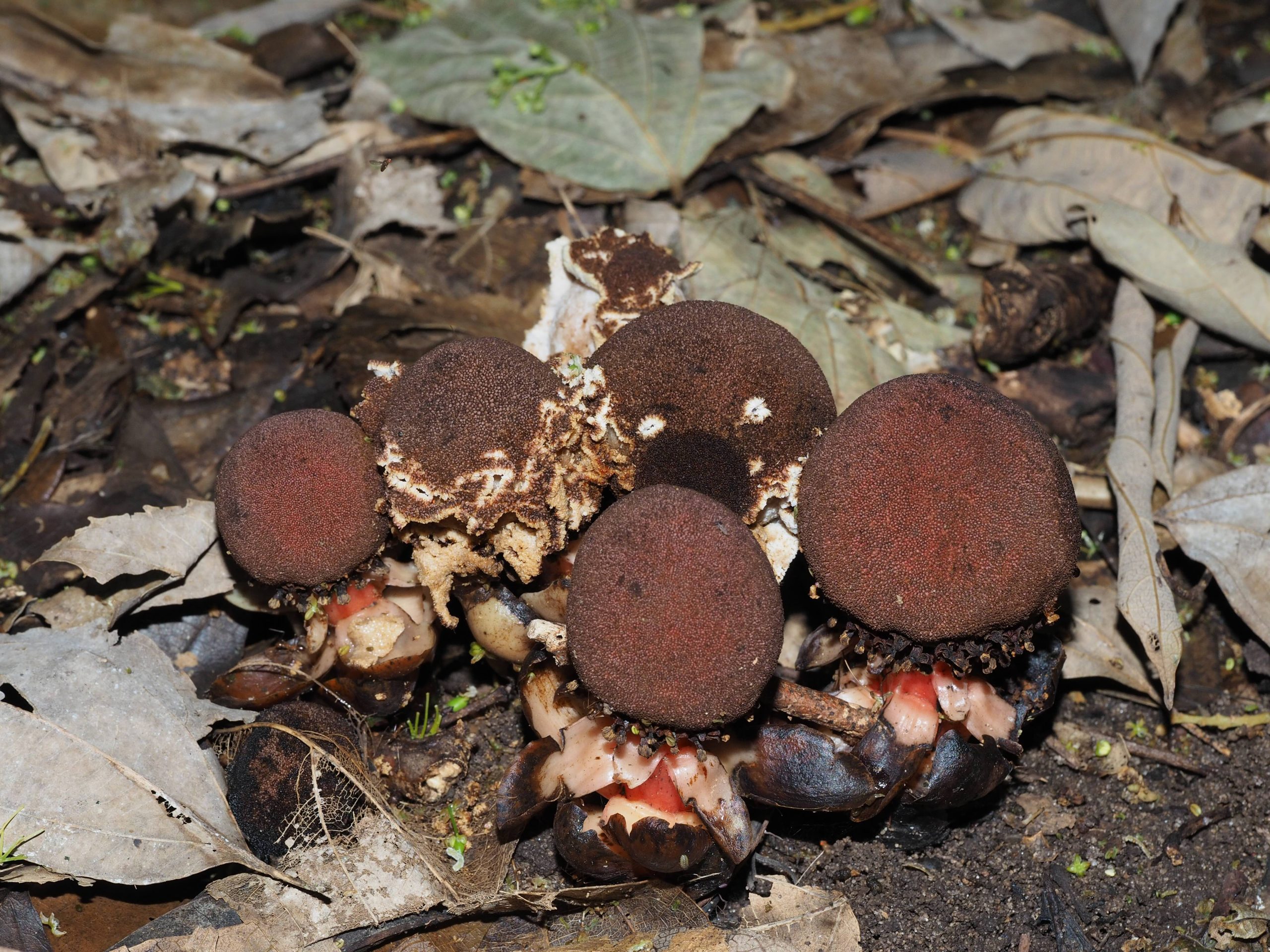 B. fungosa