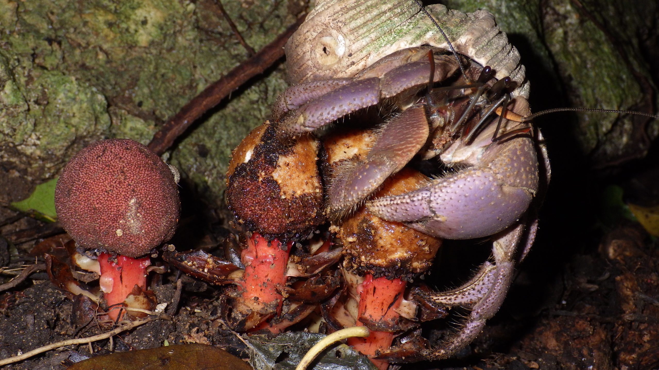 Coenobita brevimanus on Balanophora fungosa