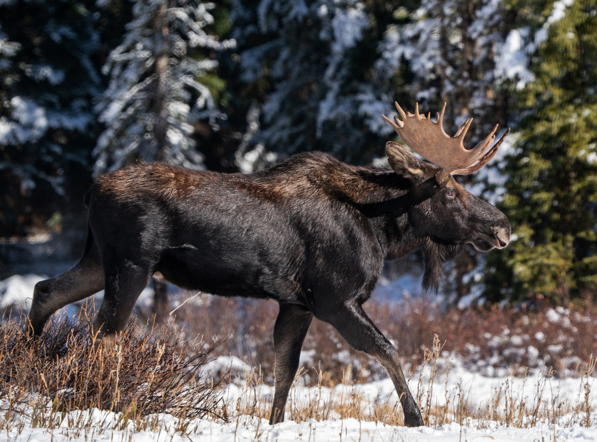moose
