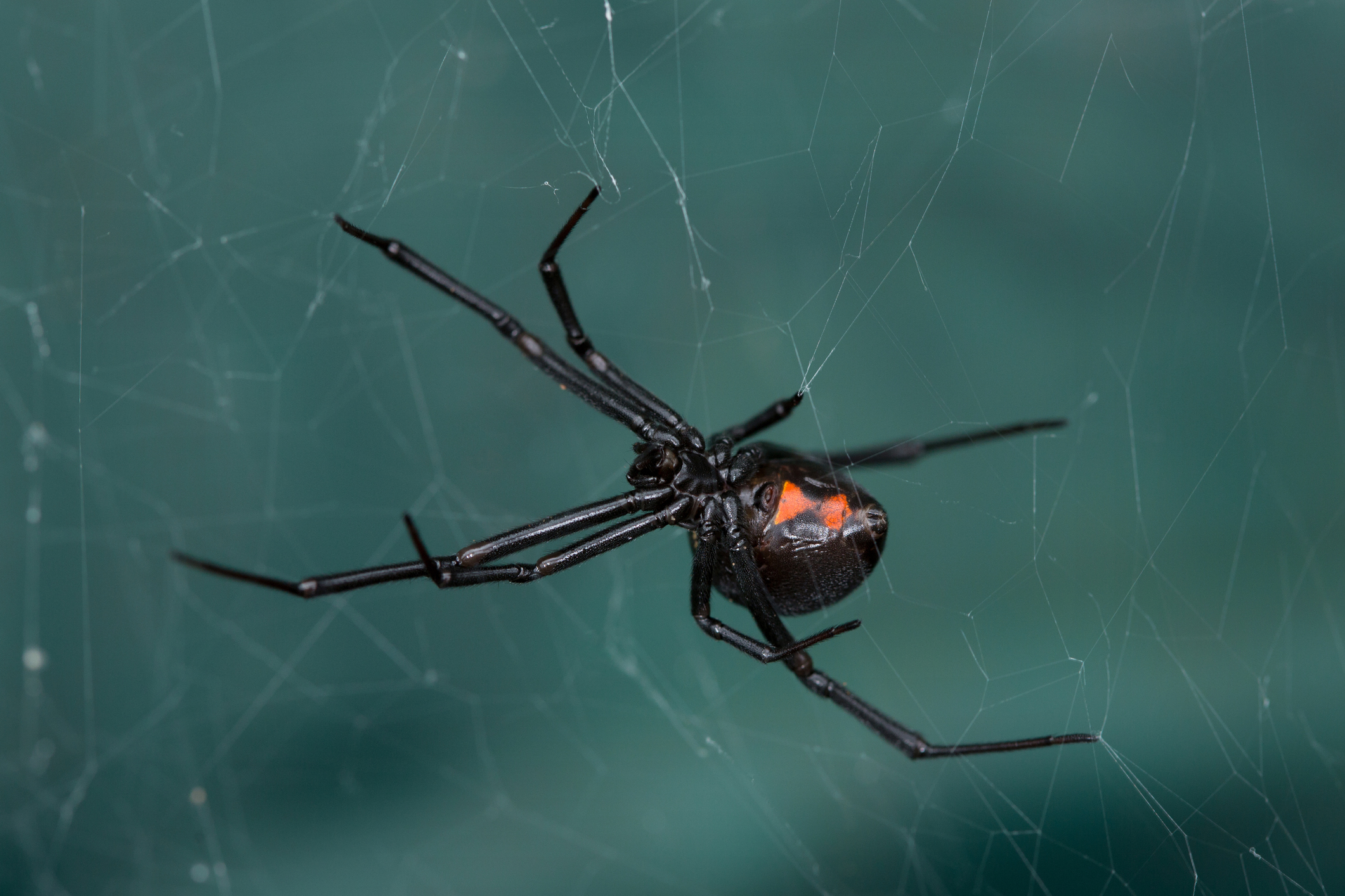 western black widow