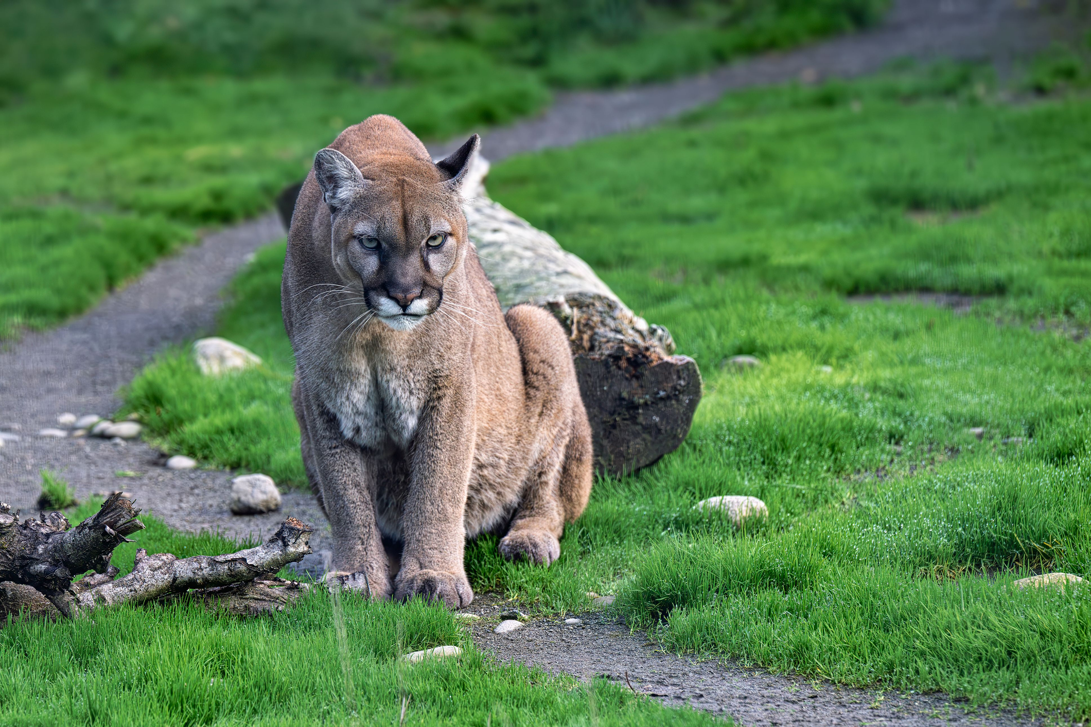 mountain lion