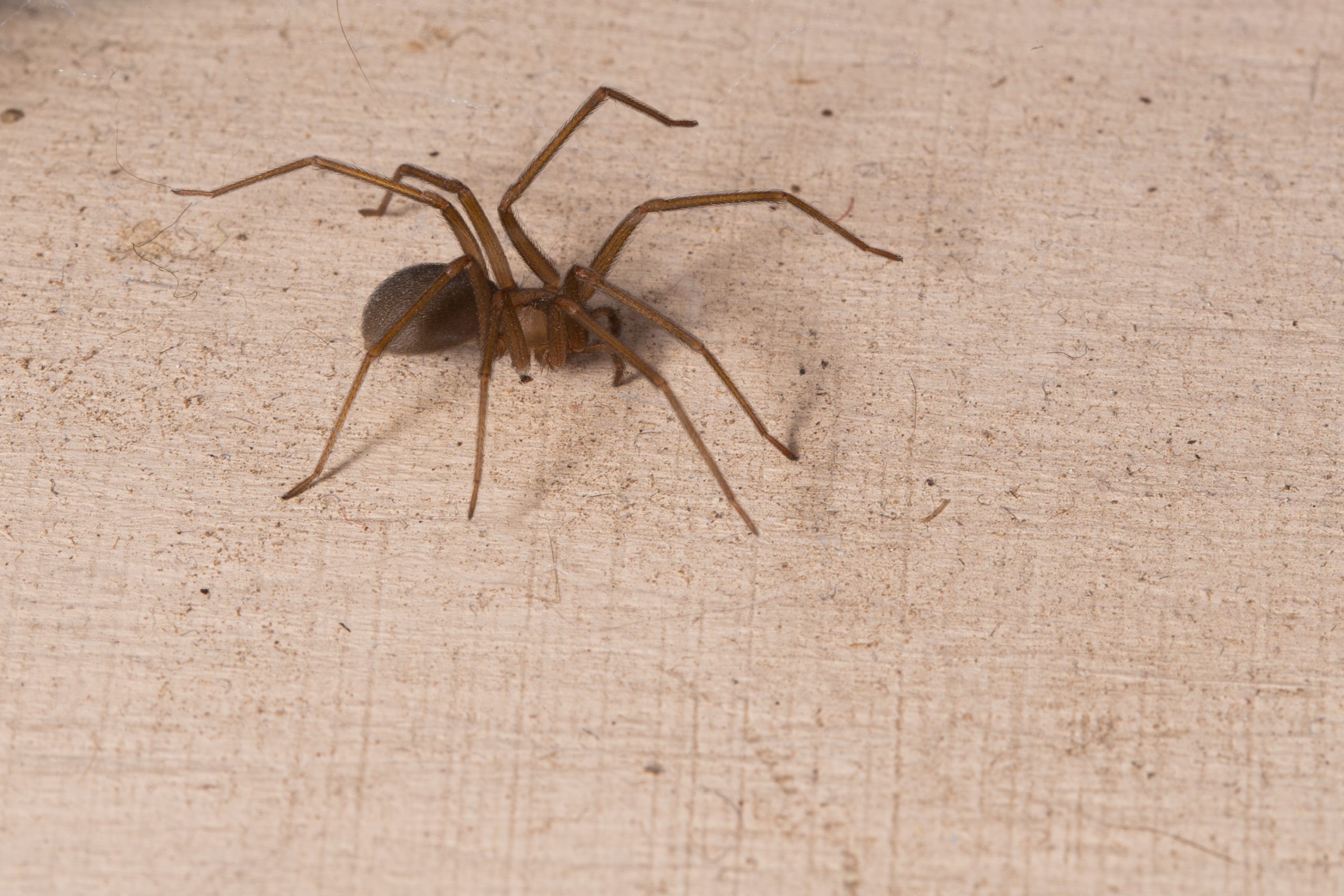 brown recluse spider