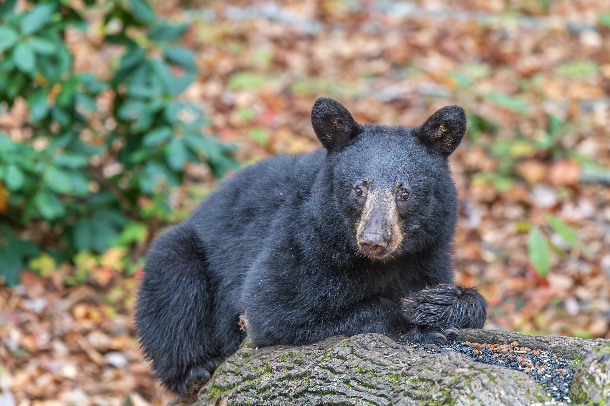 black bear