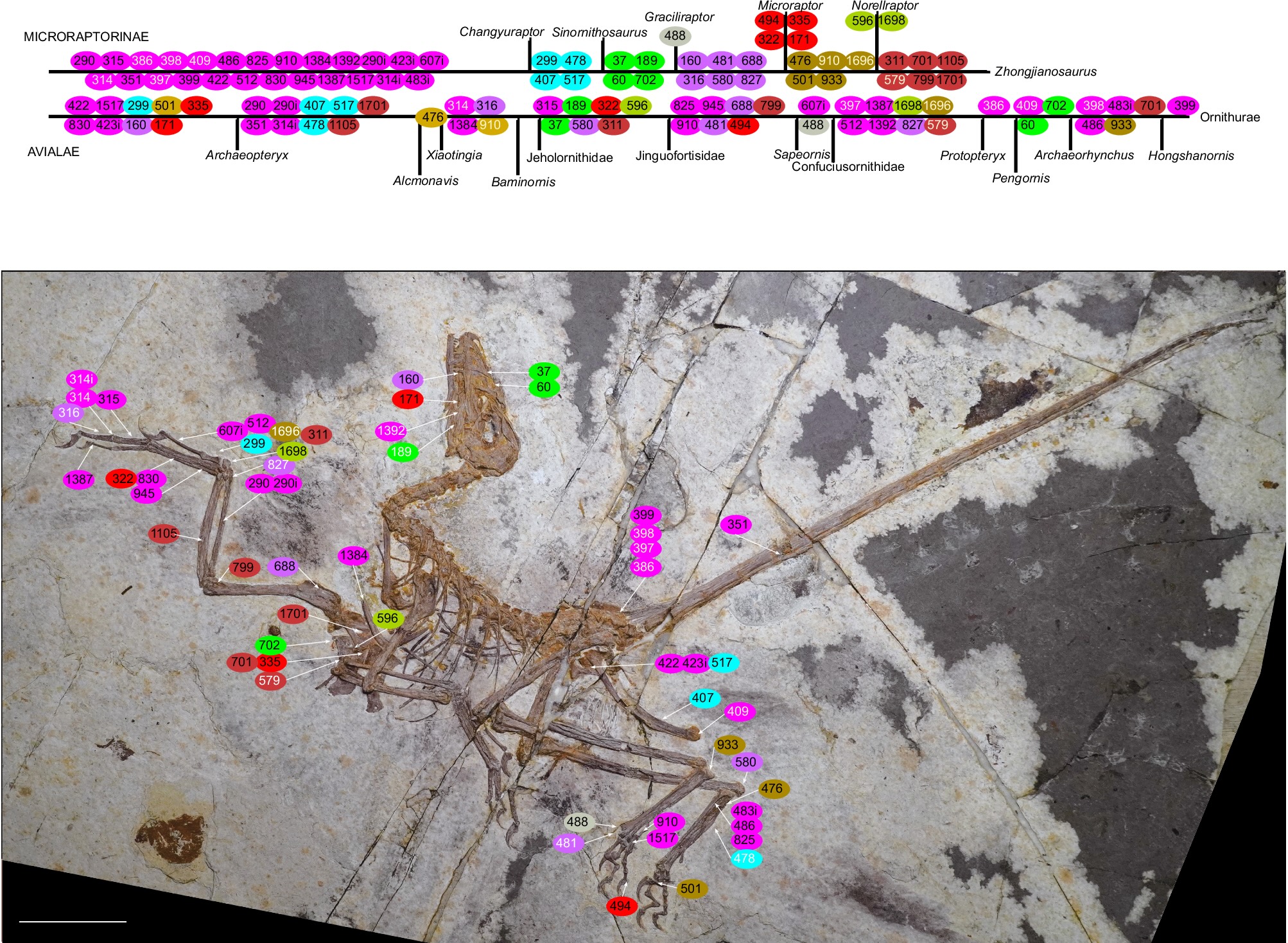Evolutionary sequences of the derived features shared by Microraptorinae and Avialae