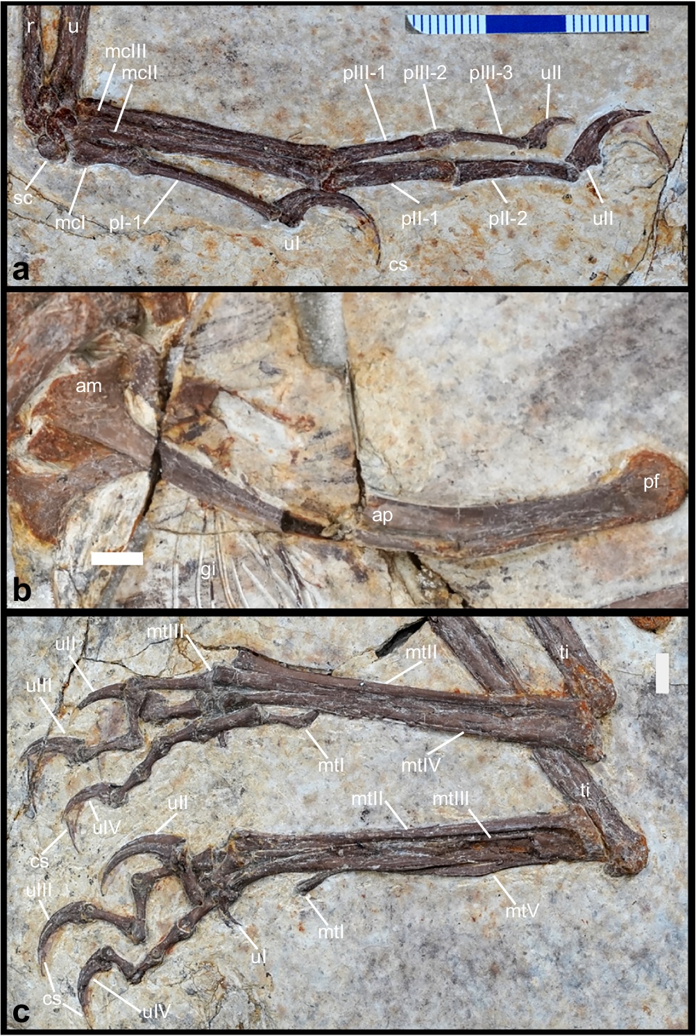 Norellraptor barsboldi