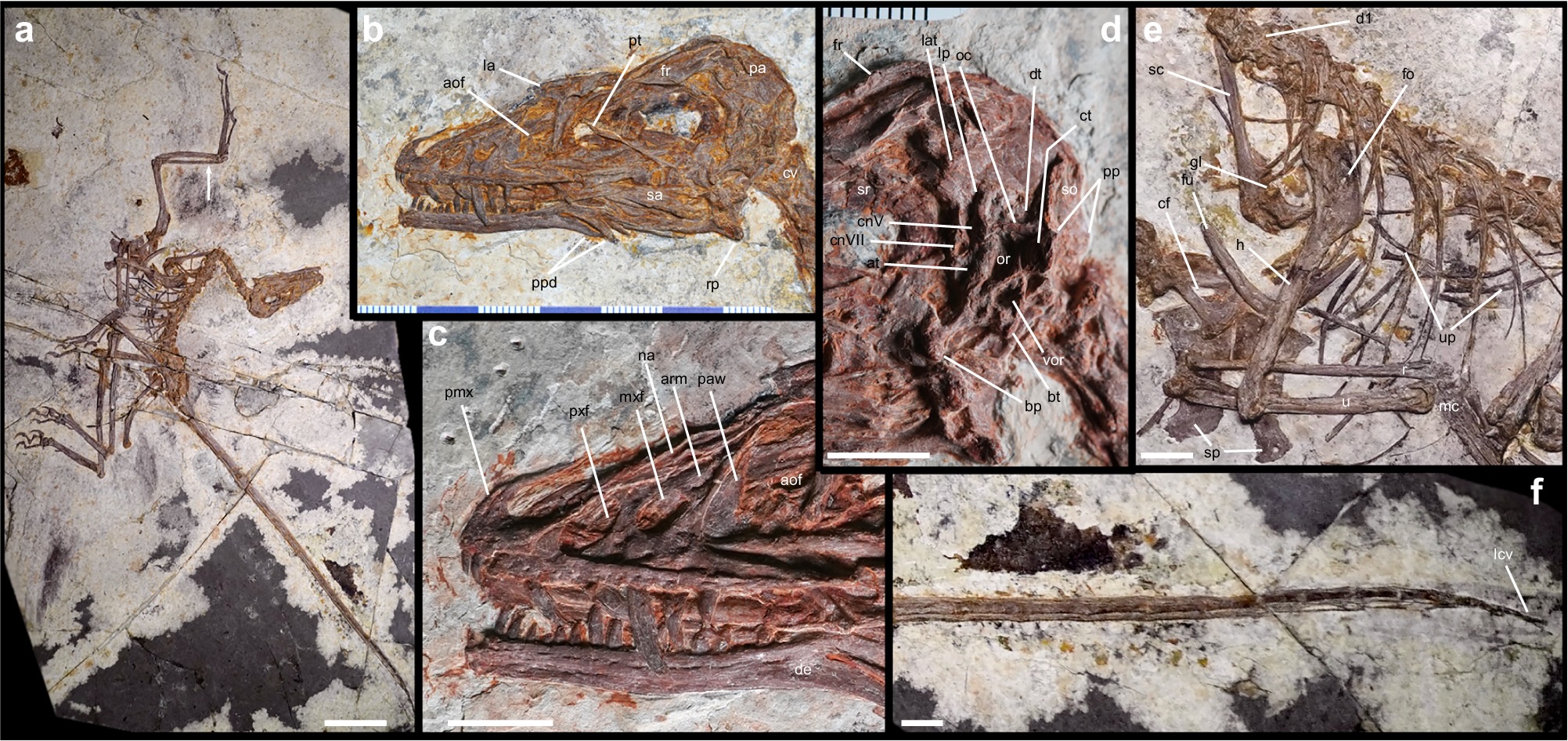 Norellraptor barsboldi fossil