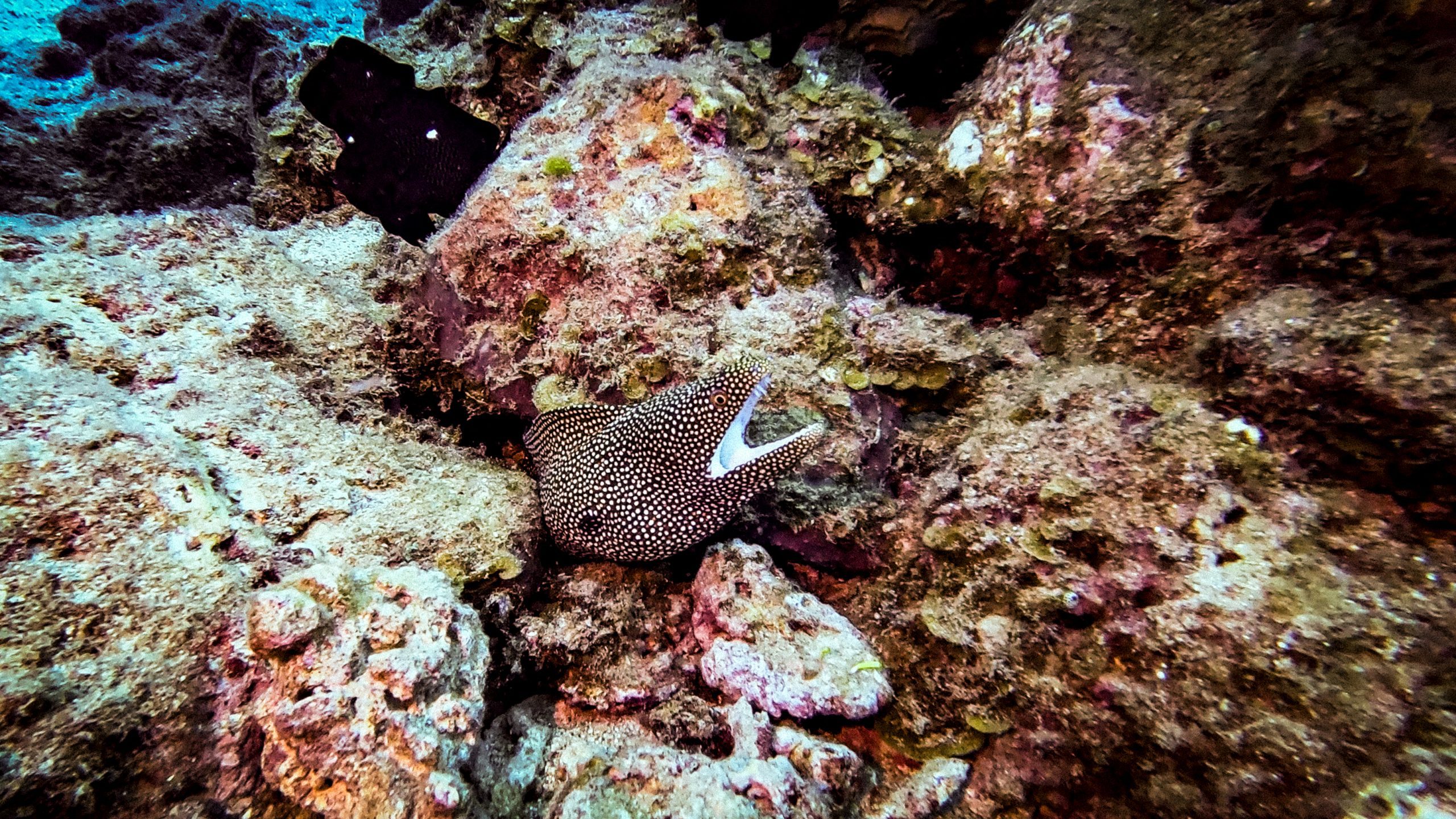 Aggressive whitemouth moray peeking out from hole with open mouth showing teeth