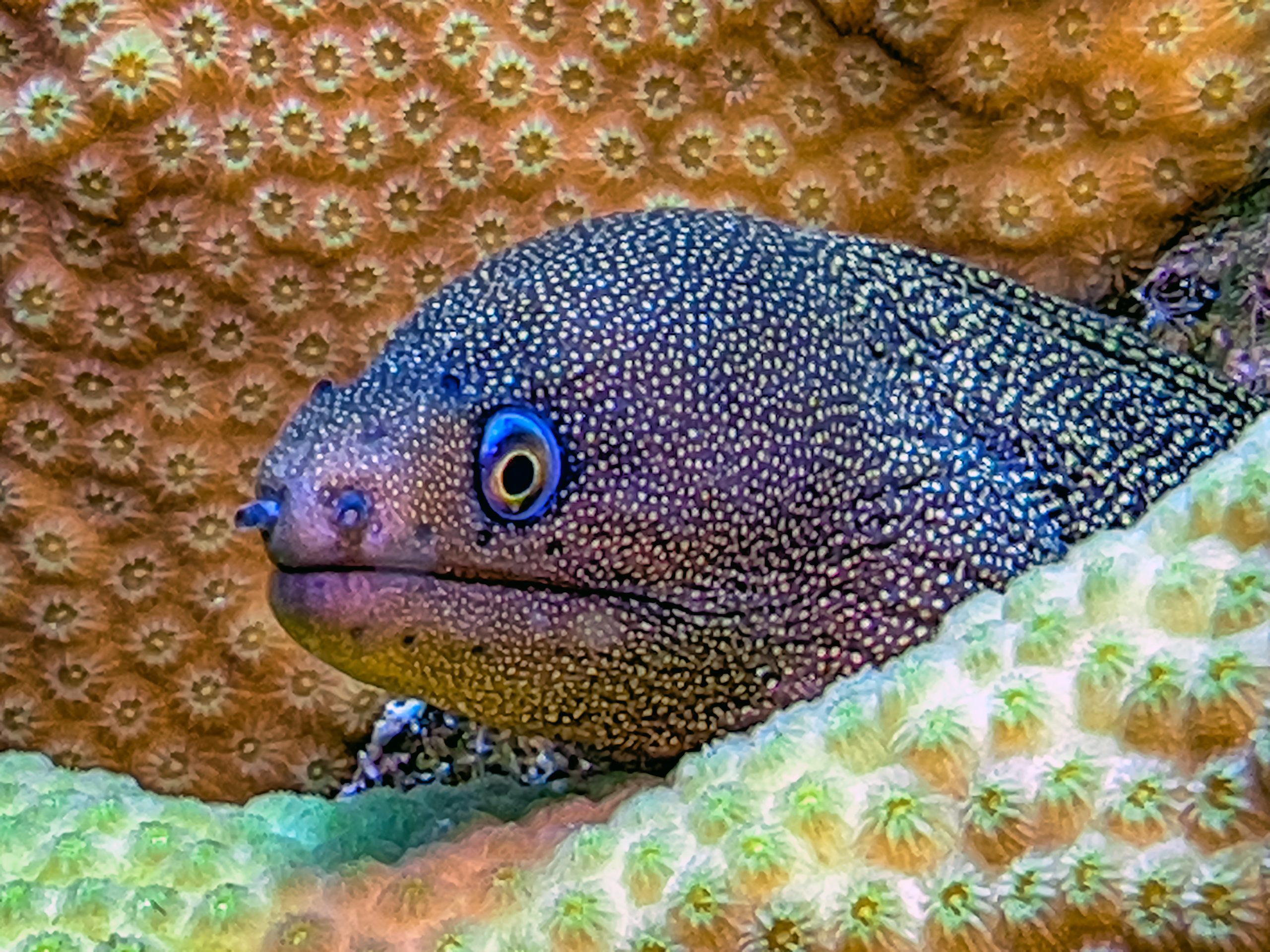 Gymnothorax miliaris, the goldentail moray,