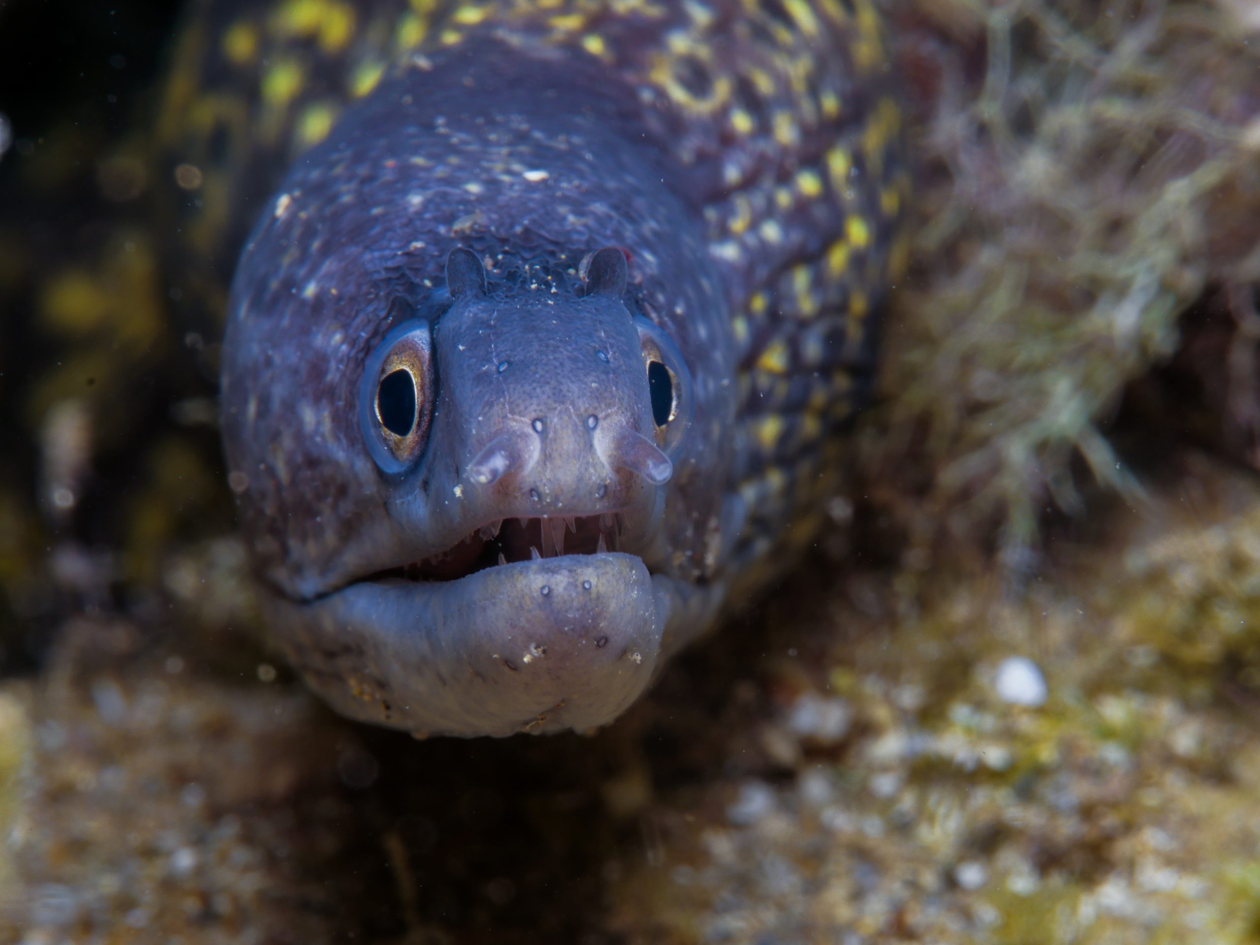 Mediterranean moray