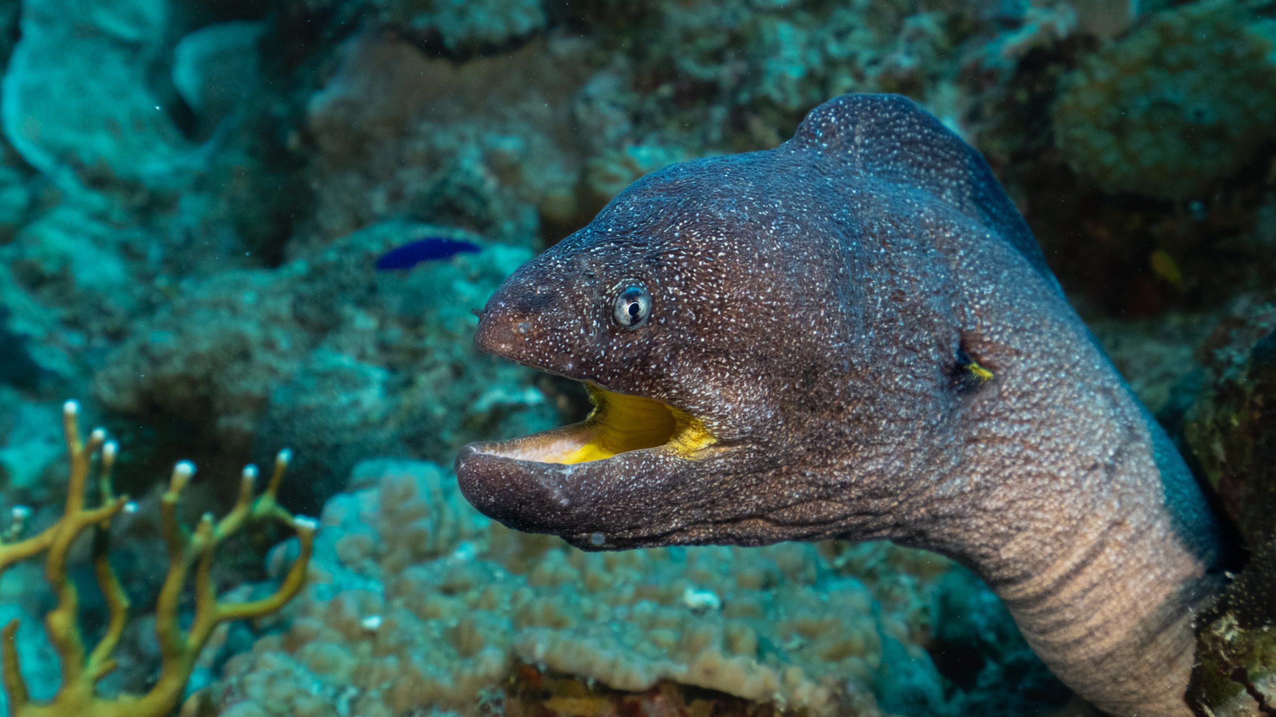 Moray Eel Peeking Out from Coral Reef