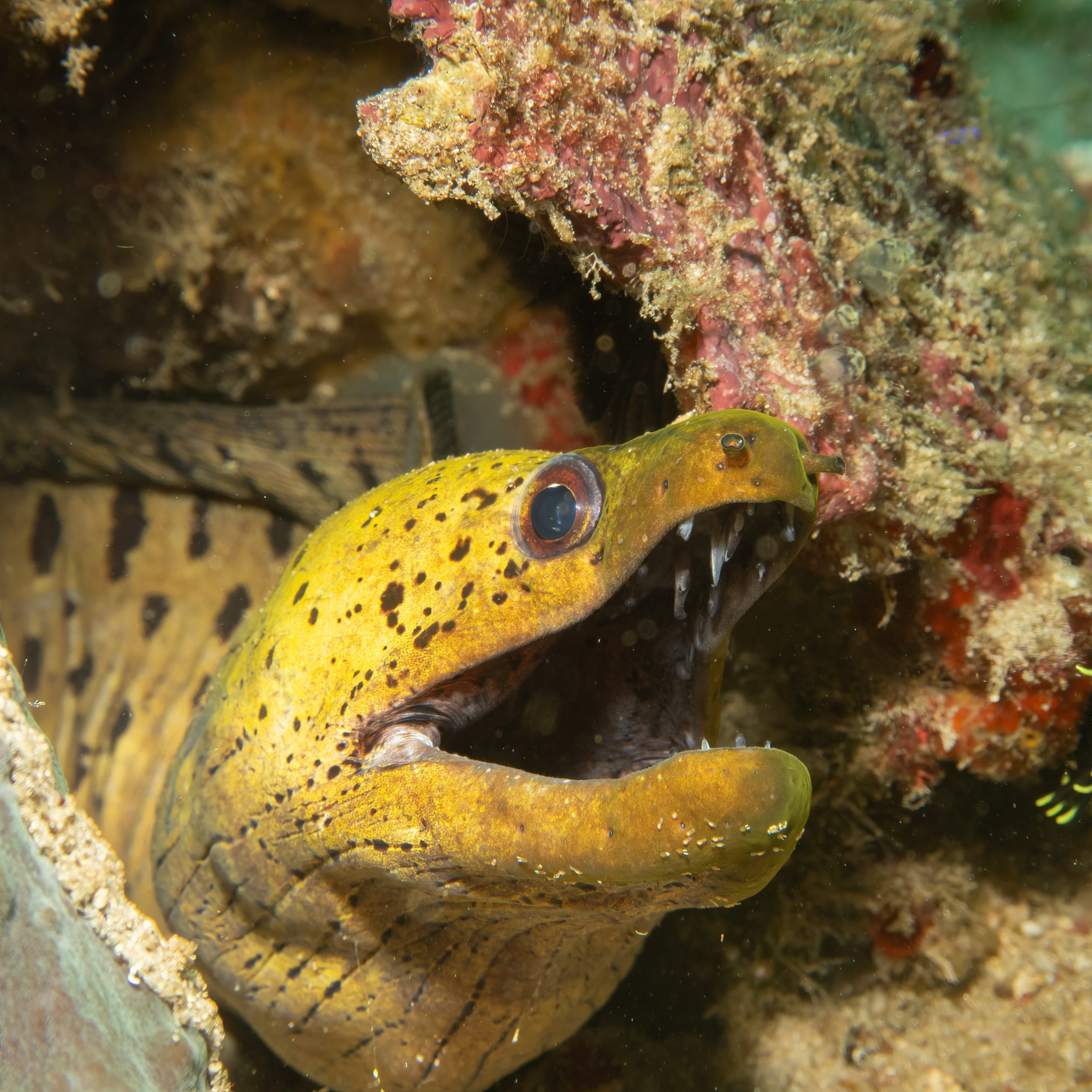 A close-up photo of a yellow Fimbriated moray with open mouth looking out from a coral reef
