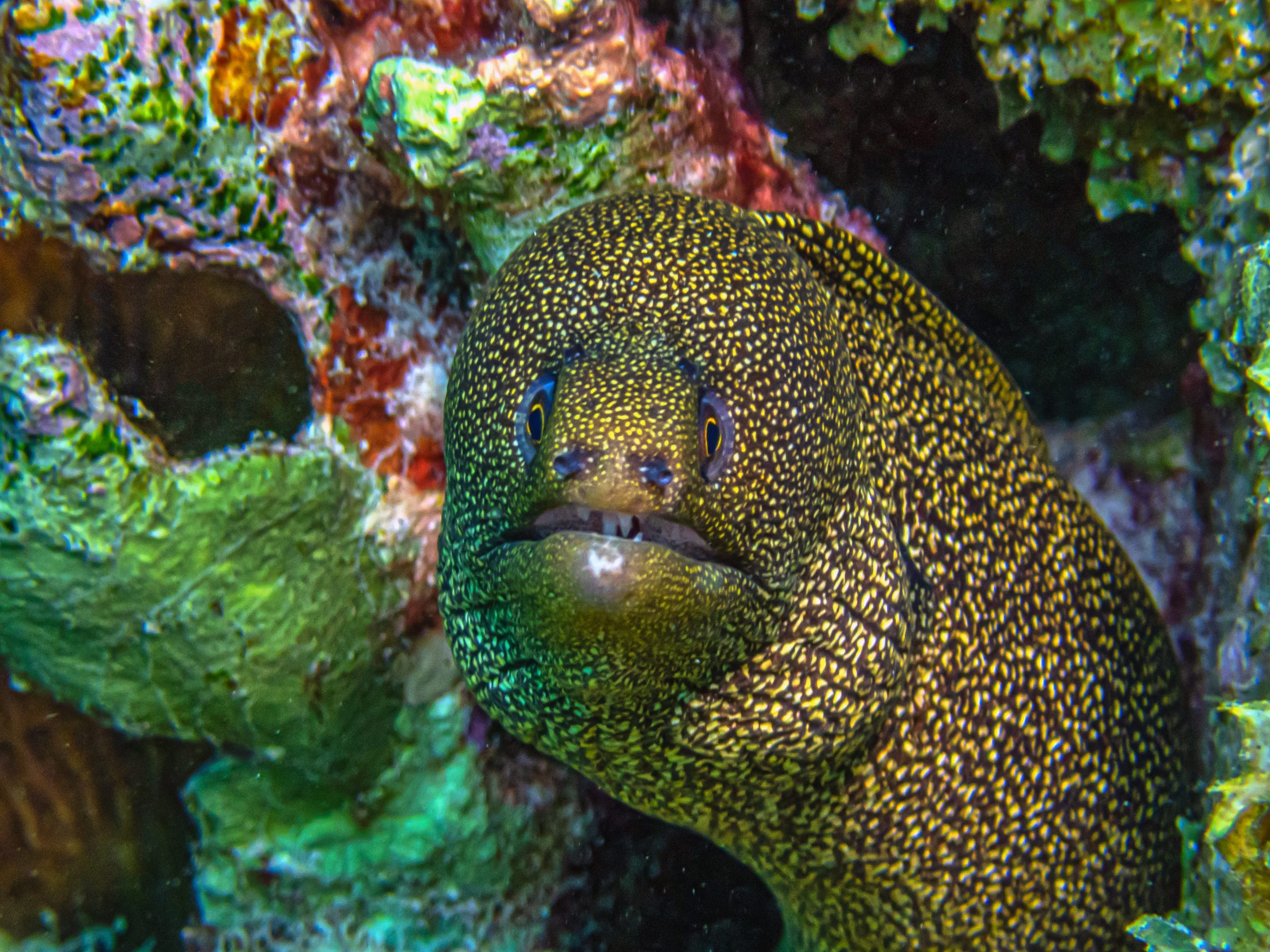 Moray eel, underwater, Bonaire
