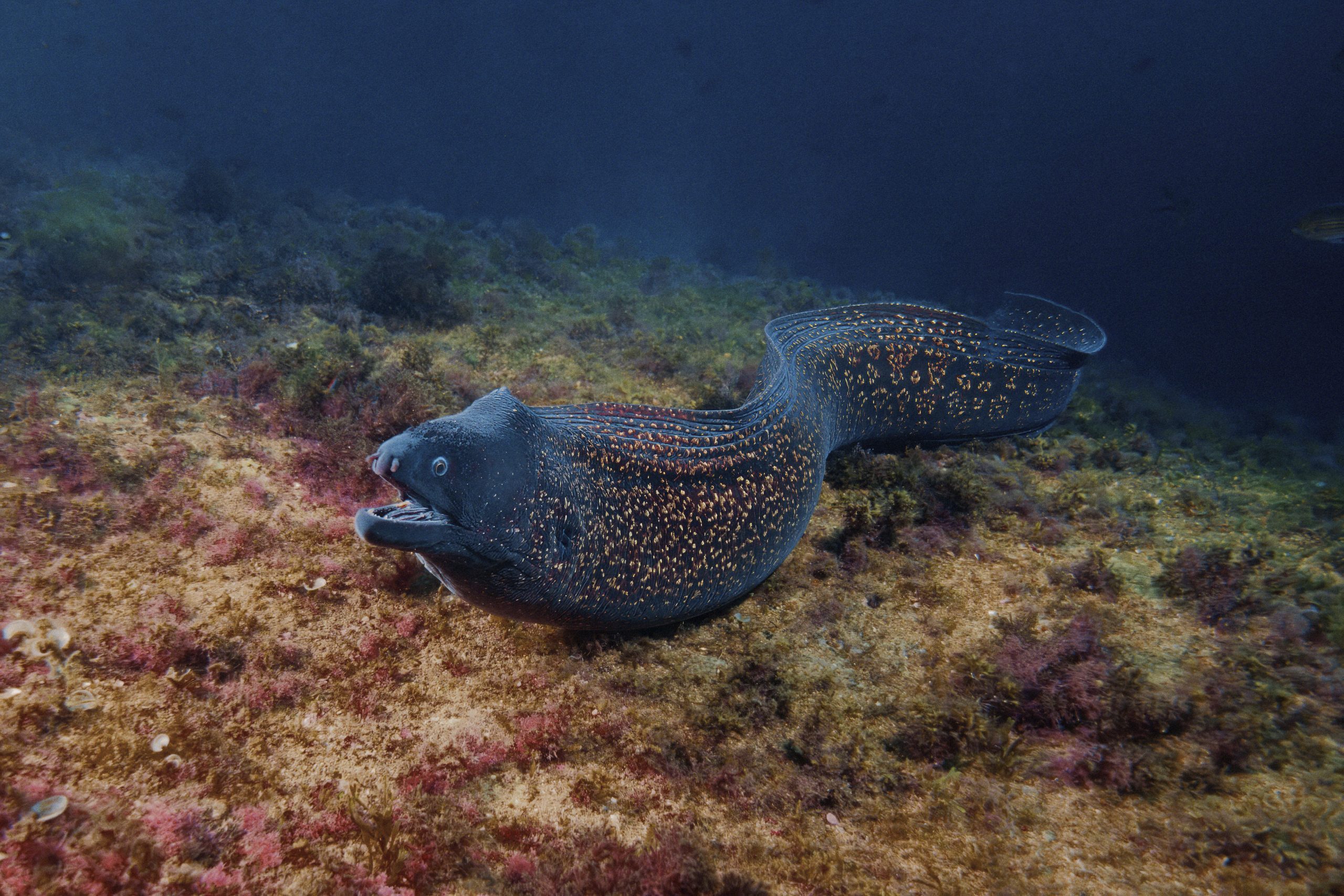Moray eel (Muraena helena) in motion over the seabed (Cabo de Gata-Nijar Marine reserve - Almeria, Spain) Mediterranean Sea