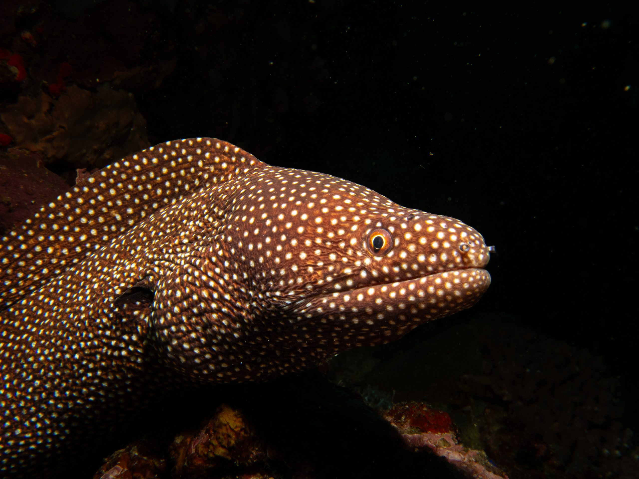 A White Mouth Moray Eel or Gymnothorax meleagris at a scuba dive in Puerto Galera, Philippines