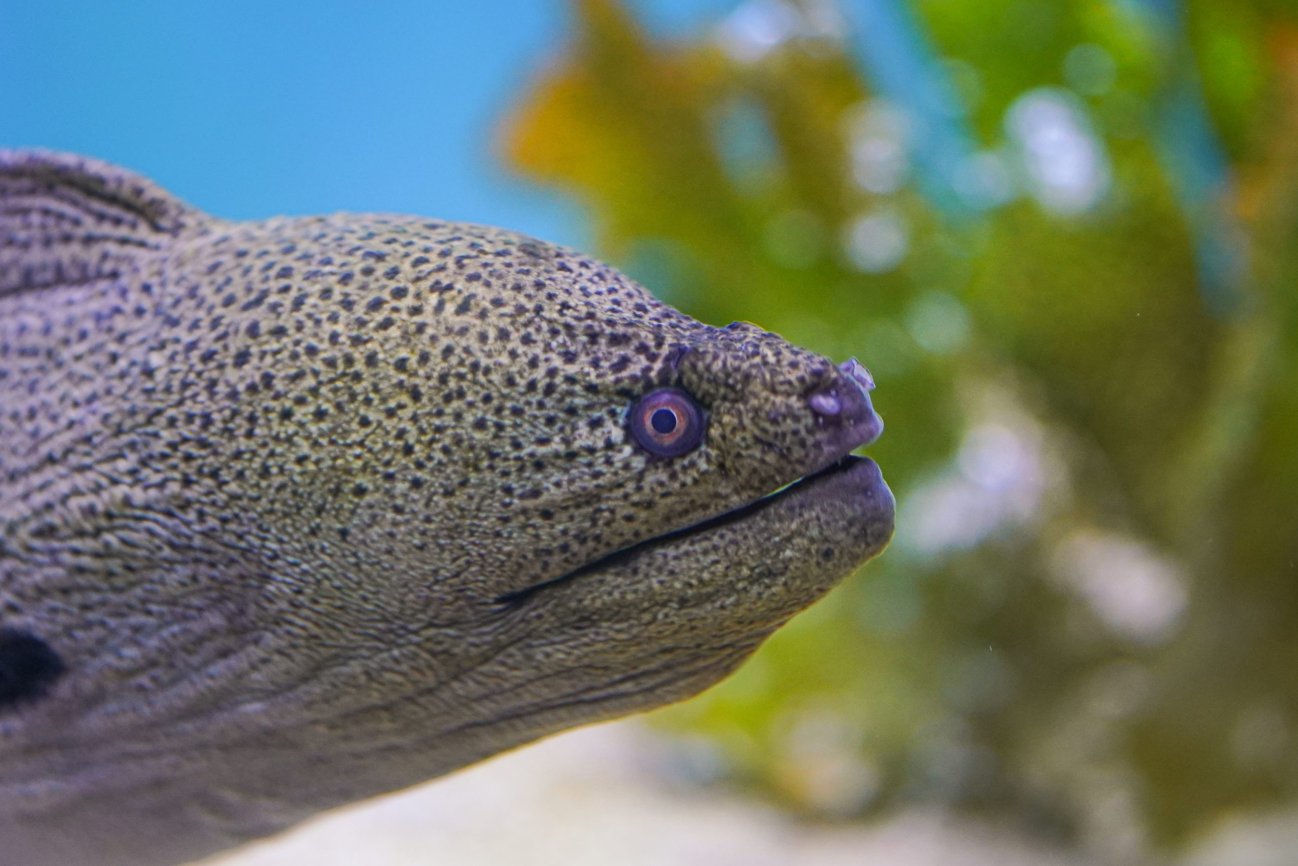 Moray fish, underwater.