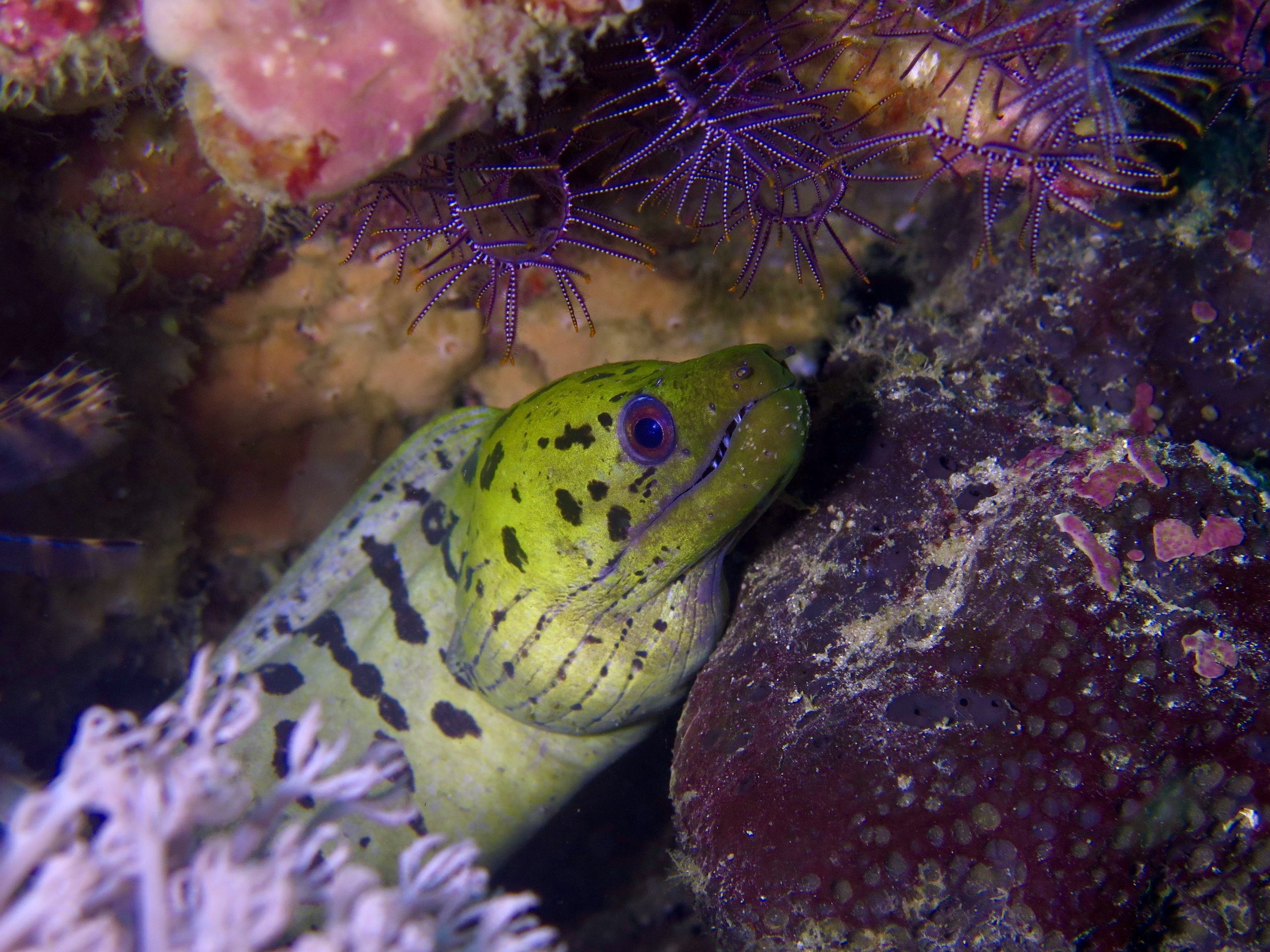 A spotted green moray eel peeks from a reef crevice.