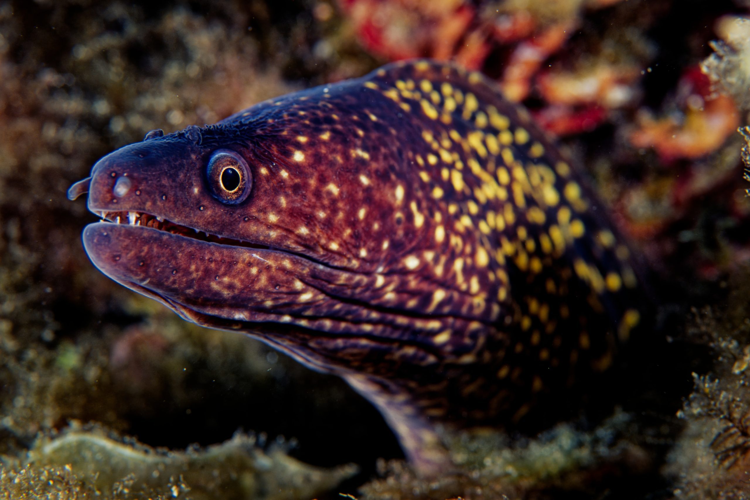Moray eel at Cabo de Gata marine reserve (Mediterranean sea, Spain)