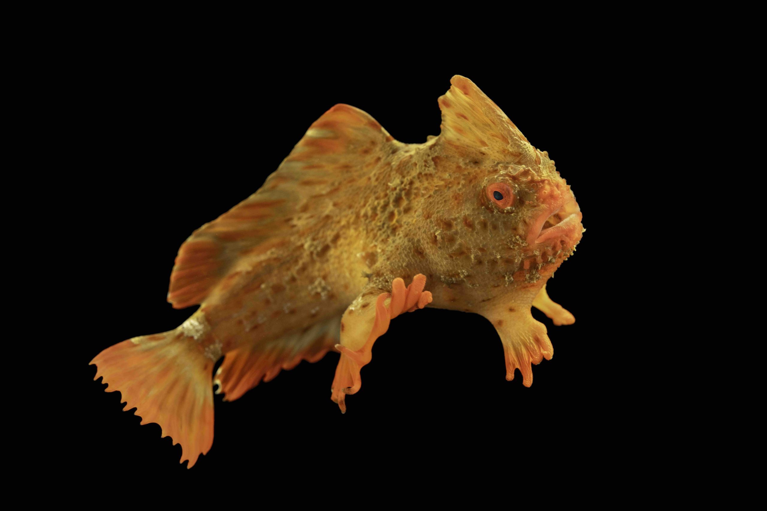 A critically endangered female red handfish (Thymichthys politus) at the Institute for Marine and Antarctic Studies in Hobart, Tasmania.