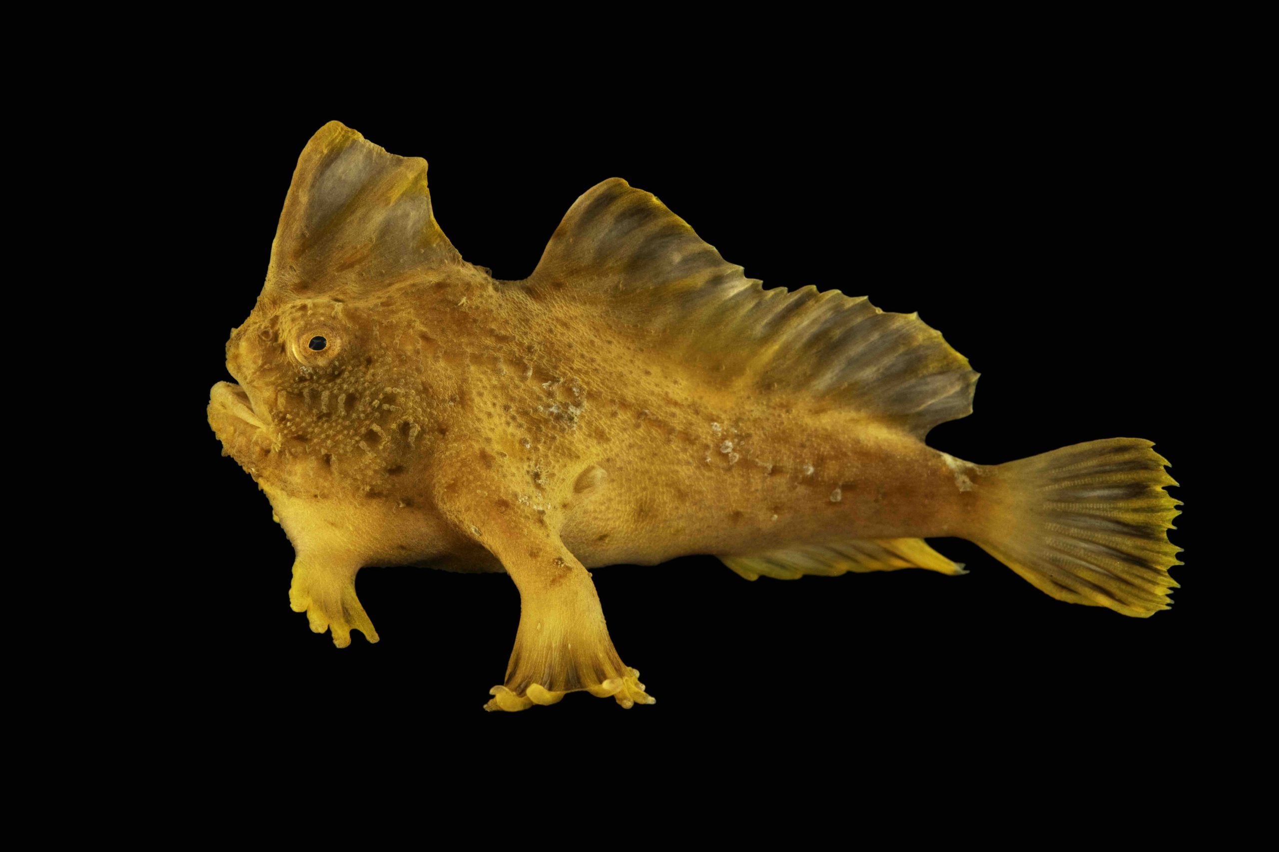 A critically endangered female red handfish (Thymichthys politus) at the Institute for Marine and Antarctic Studies in Hobart, Tasmania.