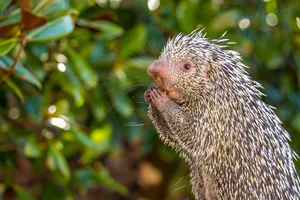 Brazilian porcupine - GettyImages-986251272 Brazilian porcupine