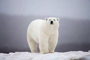 Can polar bears live in Antarctica Can polar bears live in Antarctica
