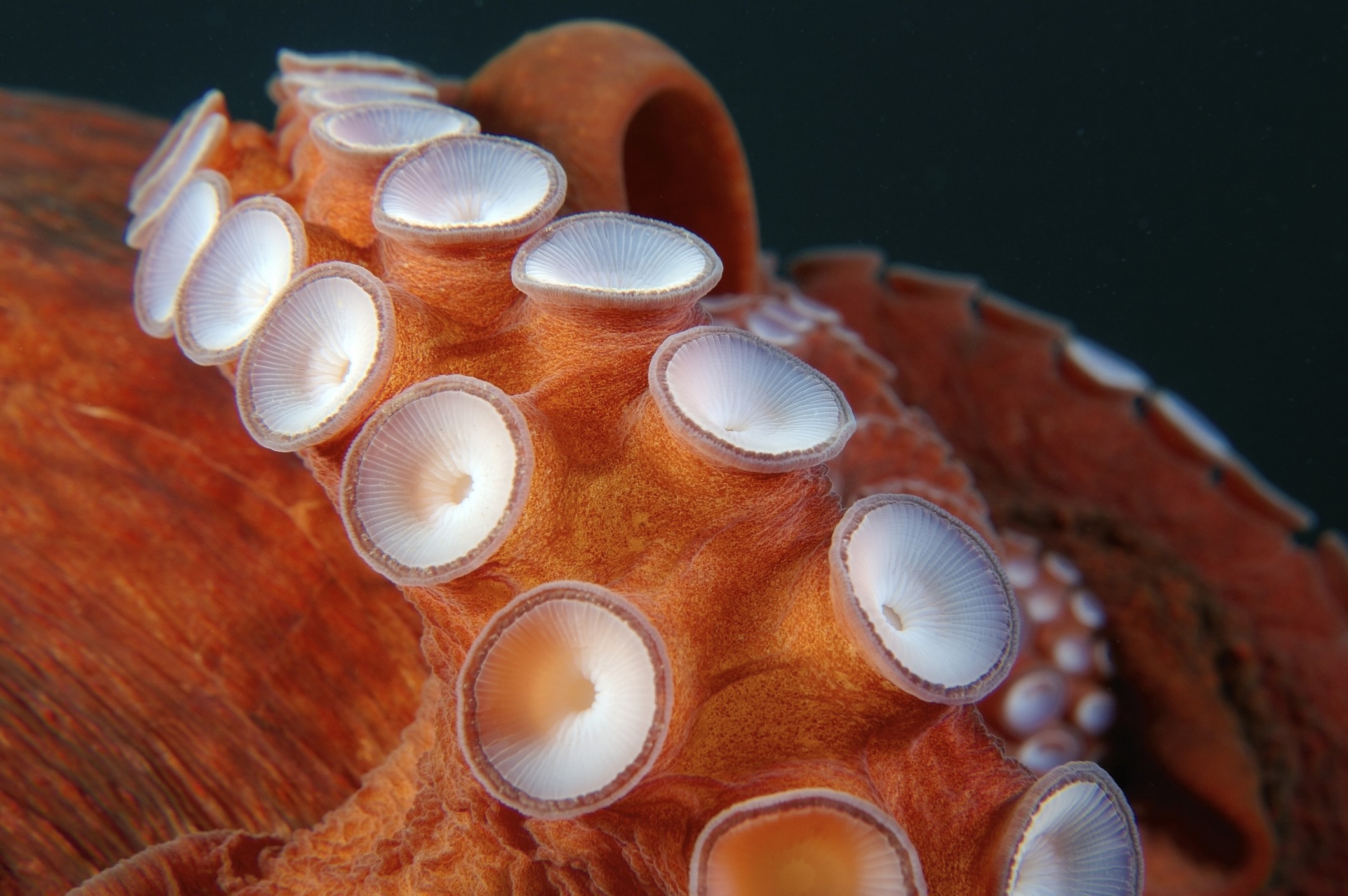 Giant Pacific octopus suckers