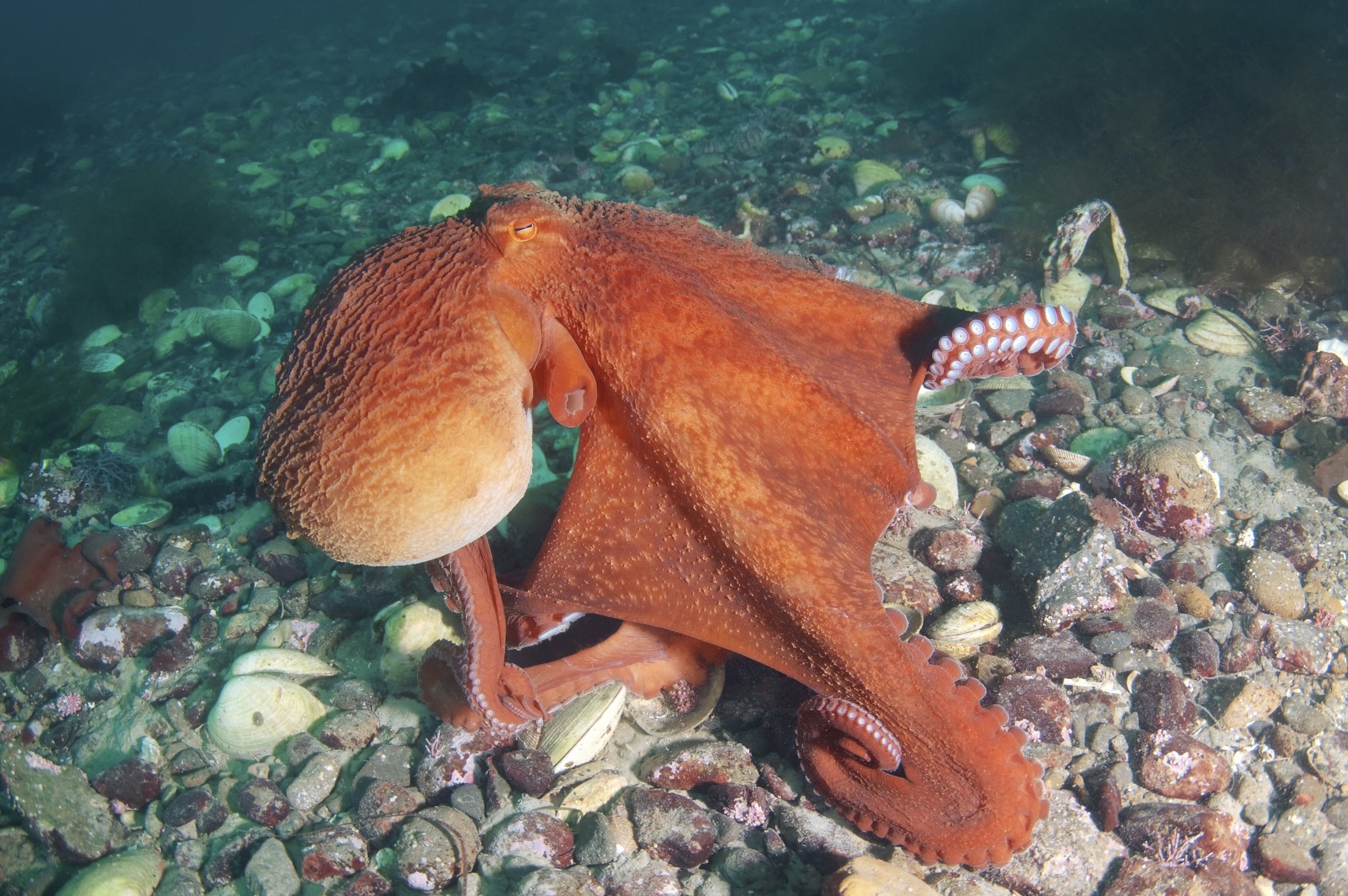 Giant Pacific octopus (Enteroctopus dofleini)