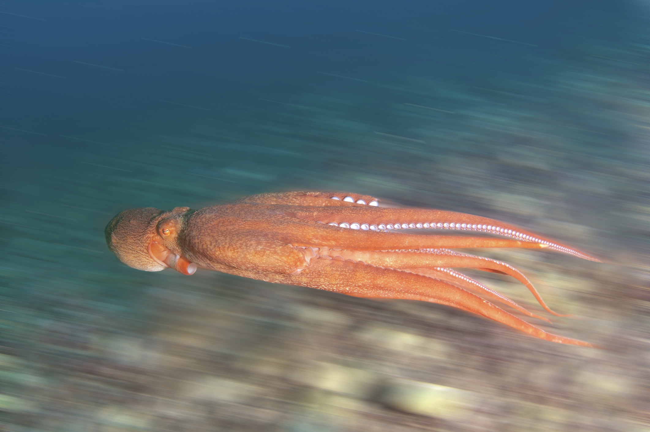 Giant Pacific octopus swimming