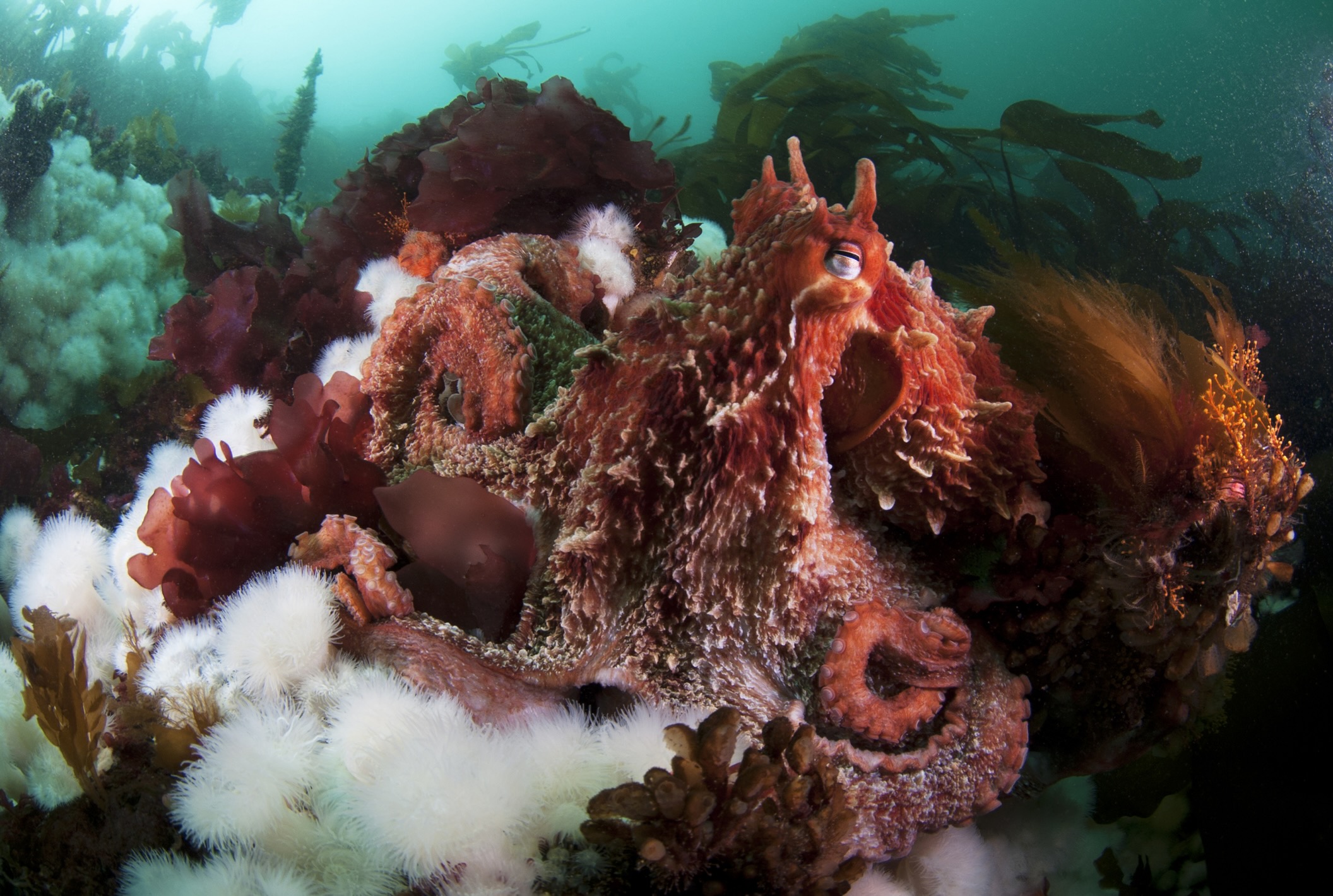 A giant Pacific octopus crawls along the seafloor